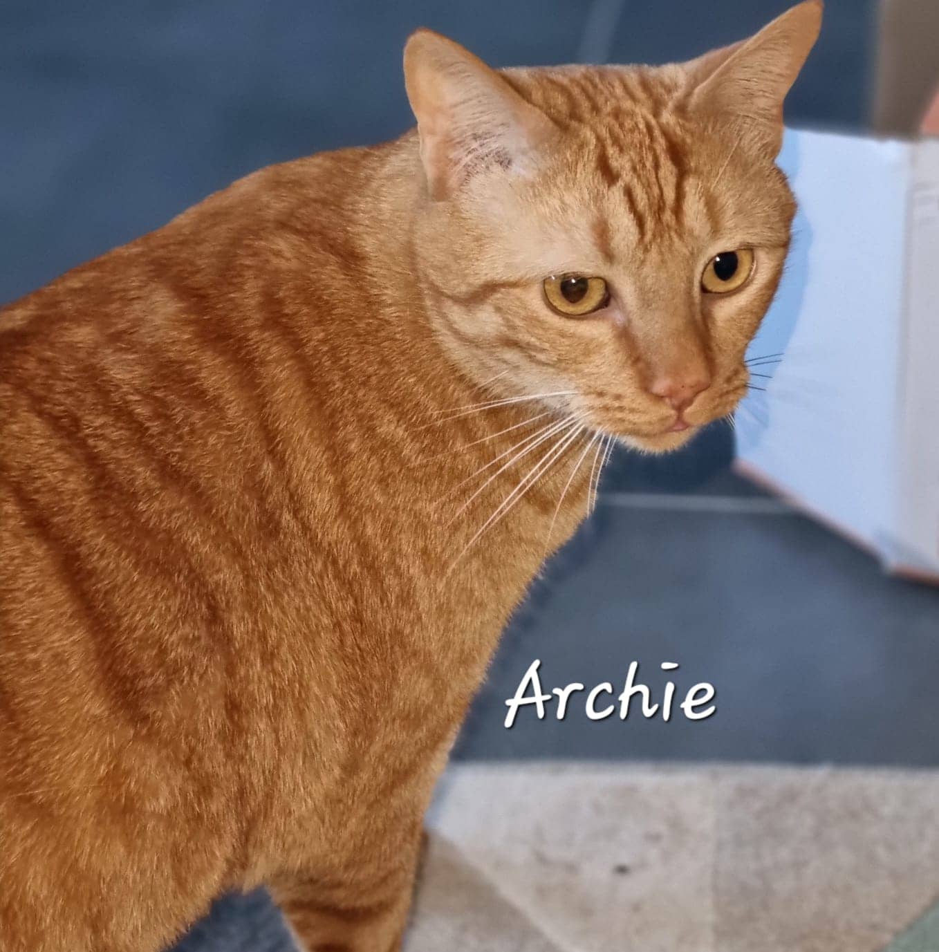 Cliquez pour agrandir Archie de Raya et compagnie La Rochelle