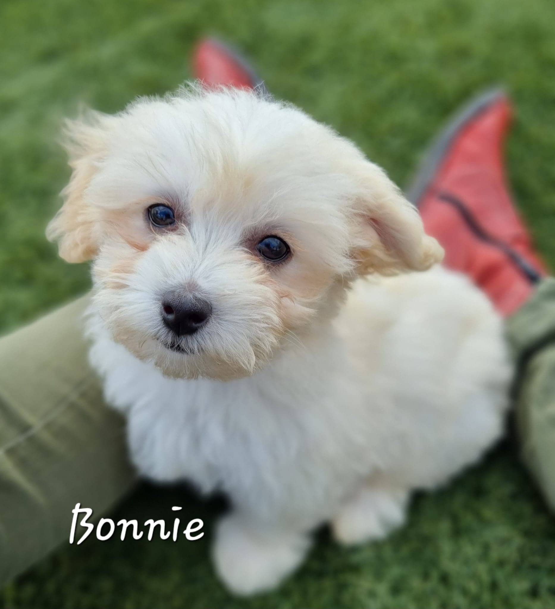 Cliquez pour agrandir Bonnie de Raya et compagnie La Rochelle