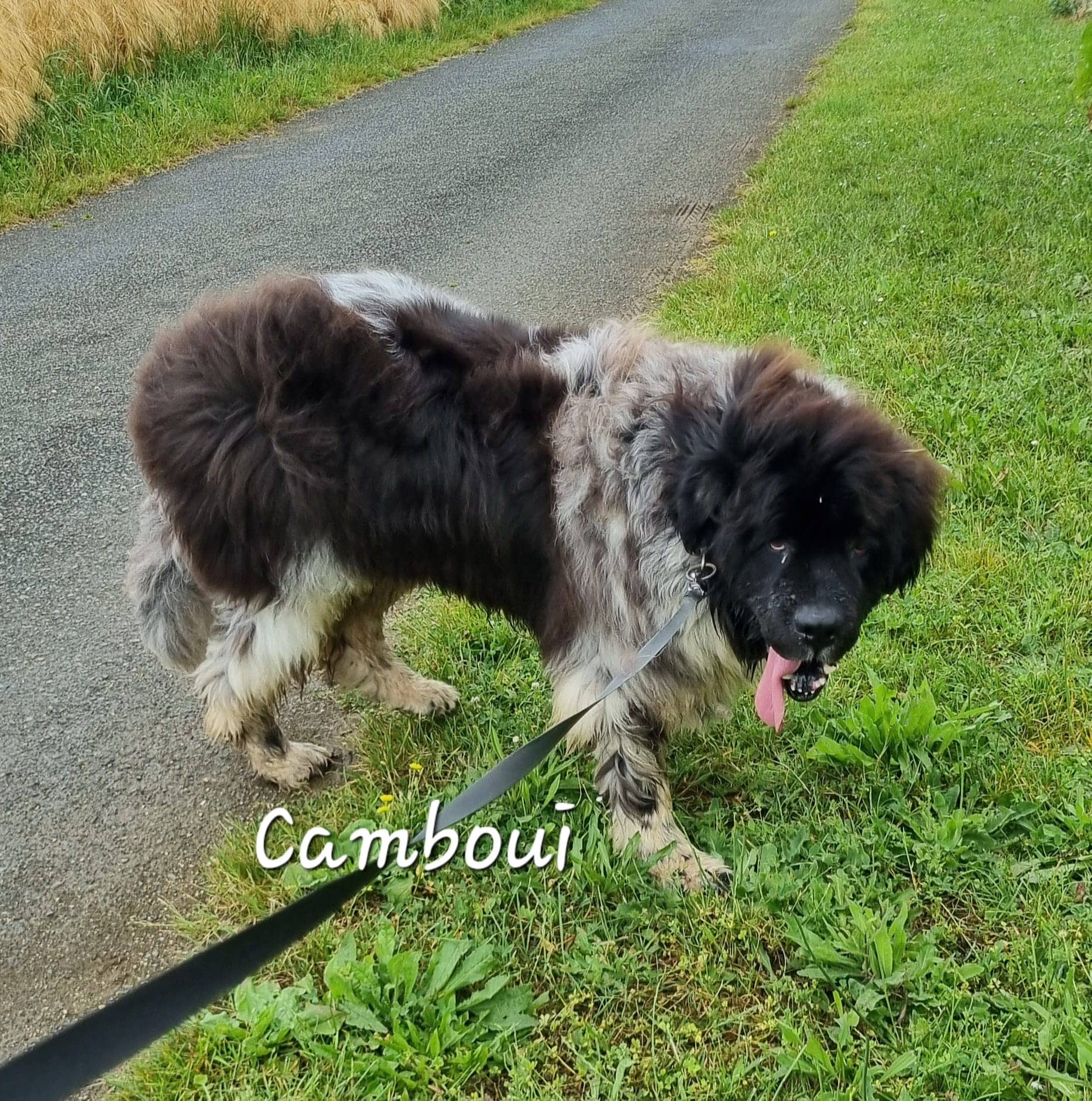 Cliquez pour agrandir Camboui de Raya et compagnie La Rochelle