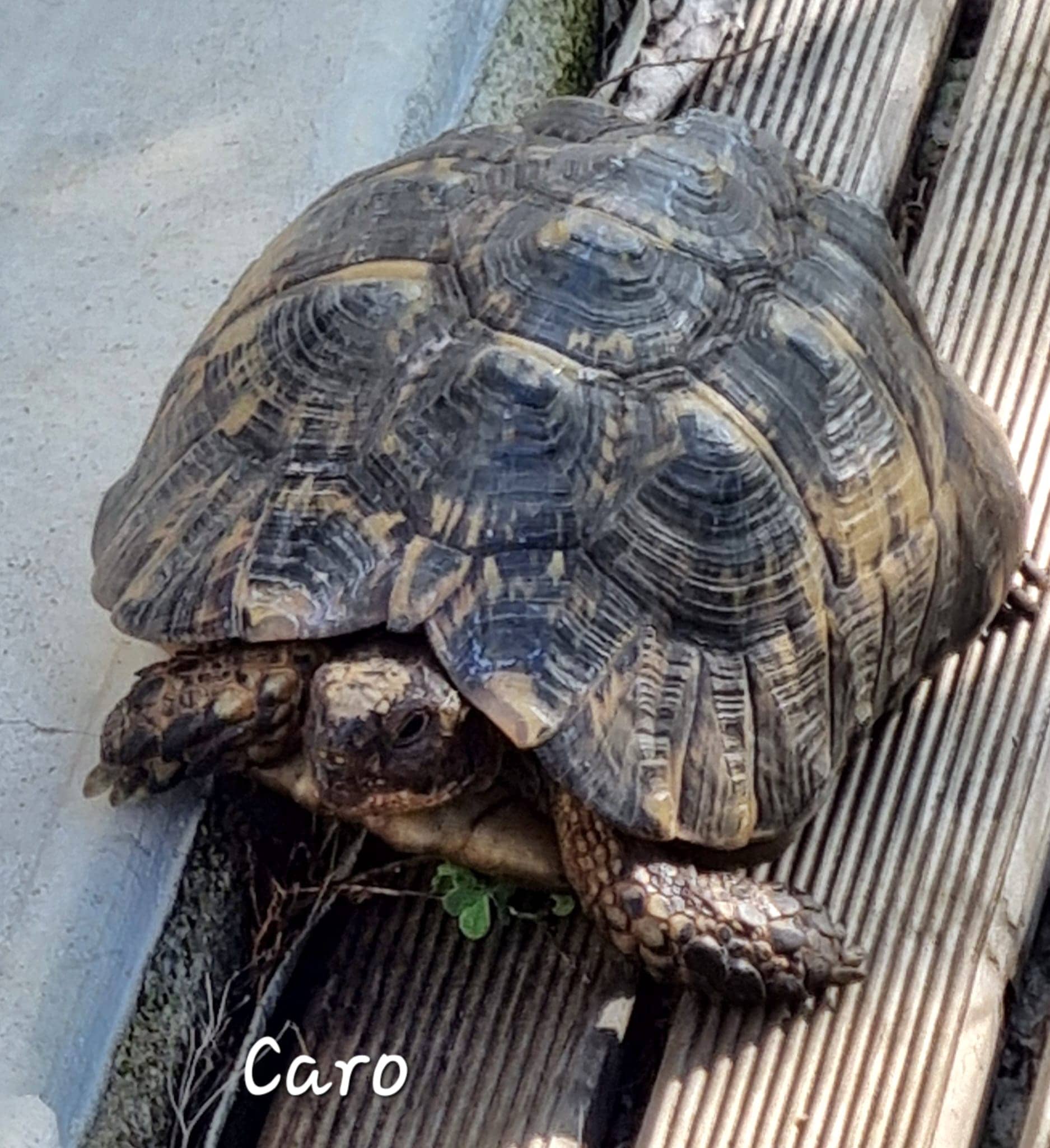 Cliquez pour agrandir Caro de Raya et compagnie La Rochelle