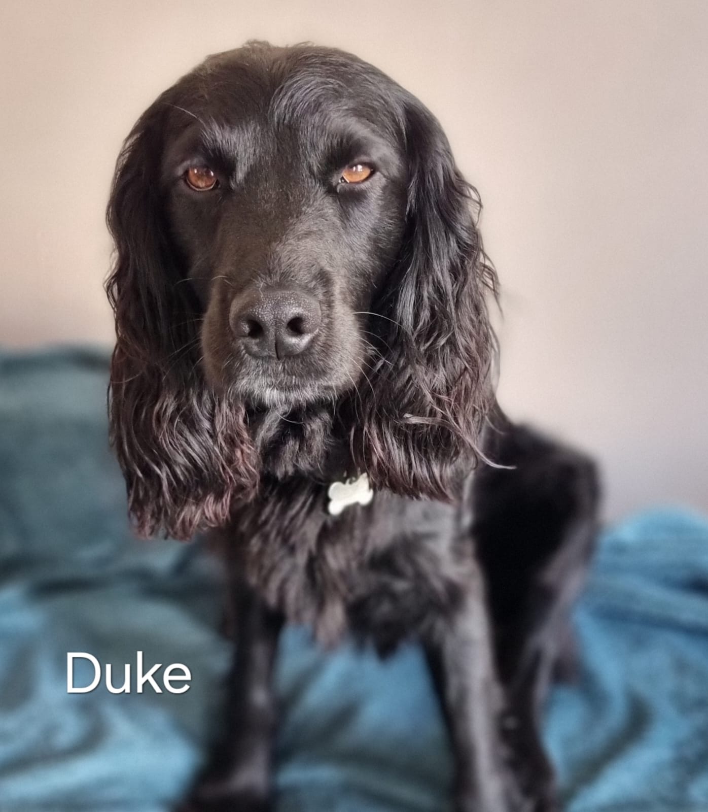 Cliquez pour agrandir Duke de Raya et compagnie La Rochelle