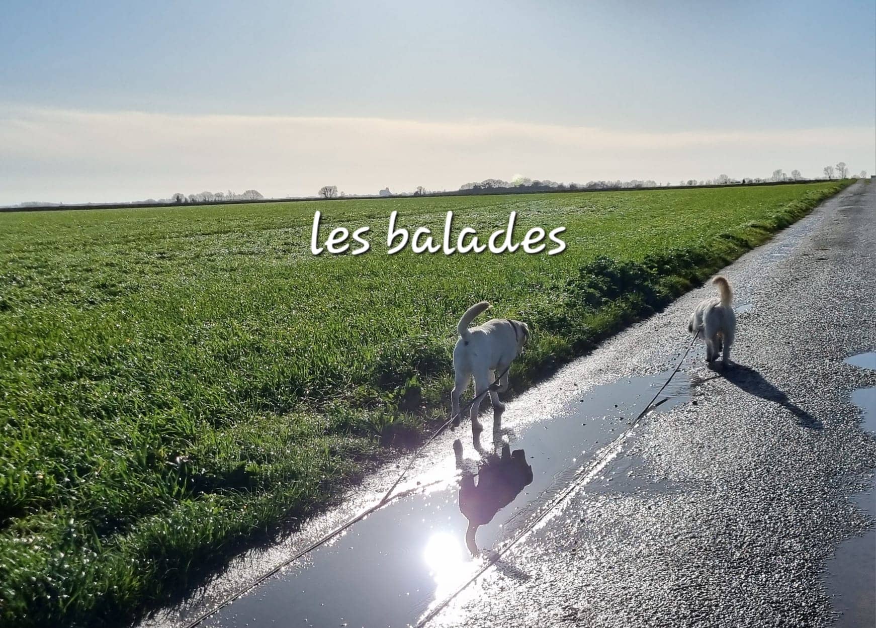 Cliquez pour agrandir En balade de Raya et compagni La Rochelle