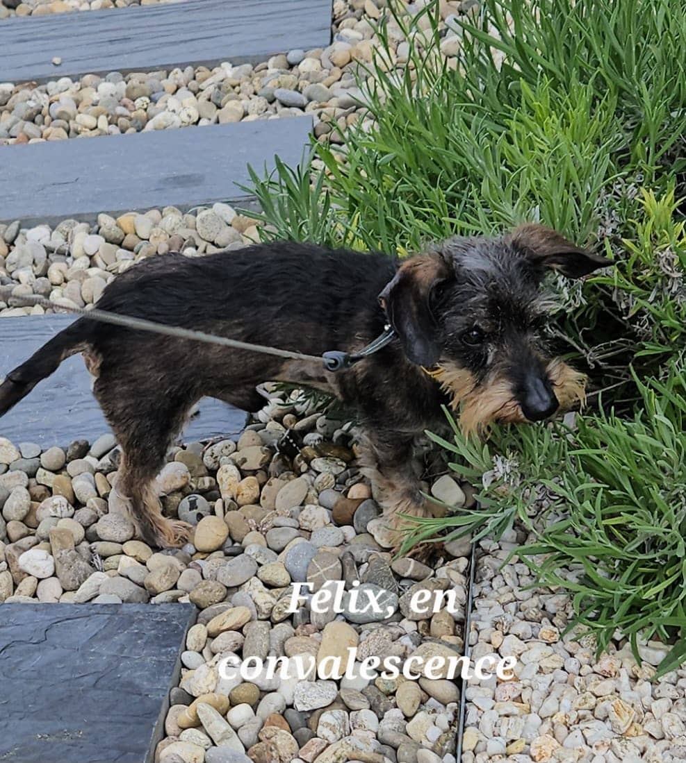 Cliquez pour agrandir felix de Raya et compagnie La Rochelle