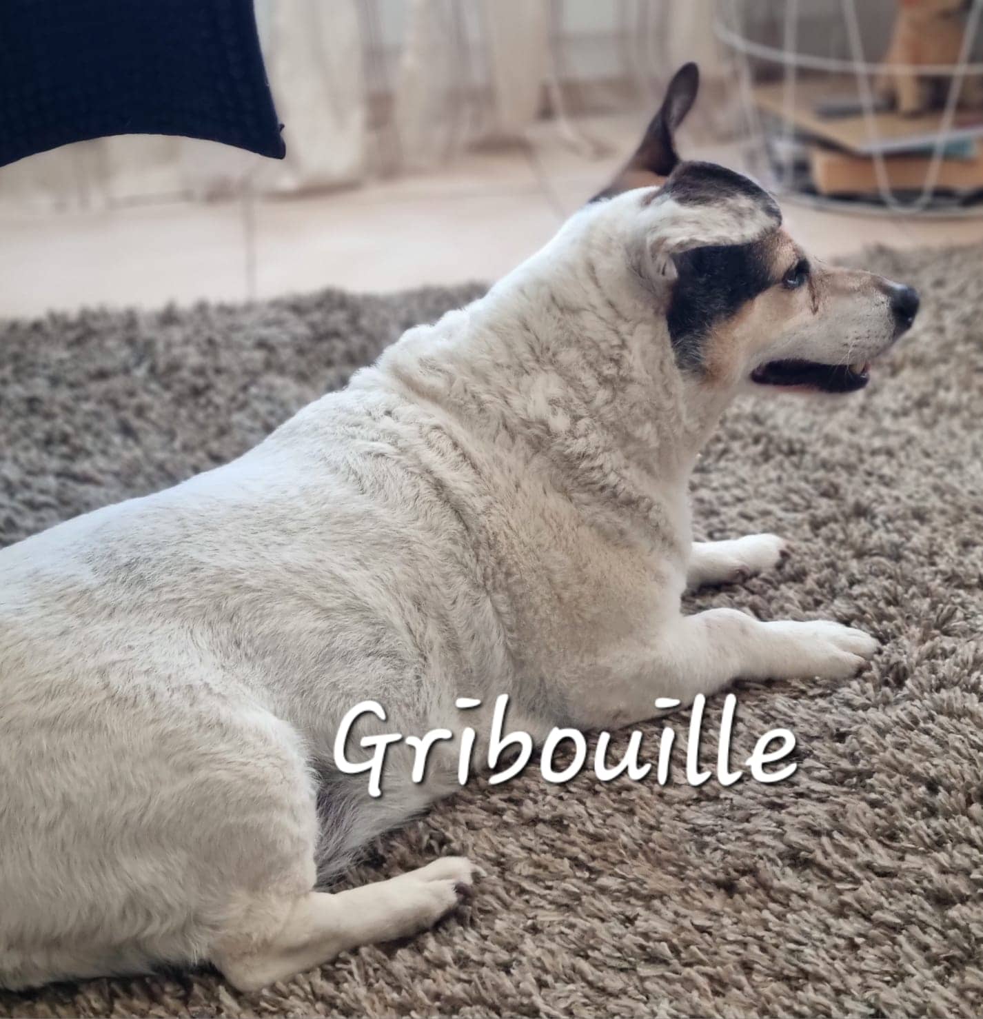 Cliquez pour agrandir Gribouille de Raya et compagnie La Rochelle