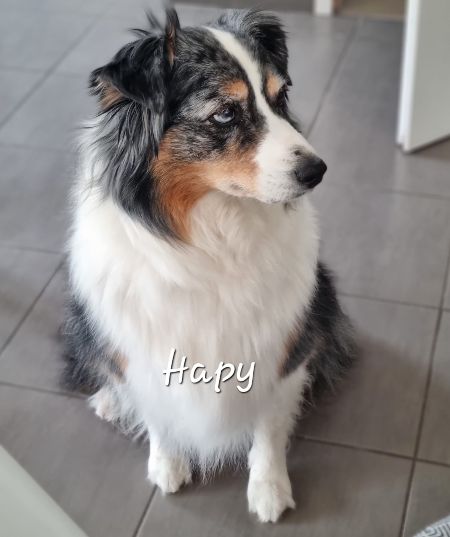 Cliquez pour agrandir Hapy de Raya et compagnie La Rochelle