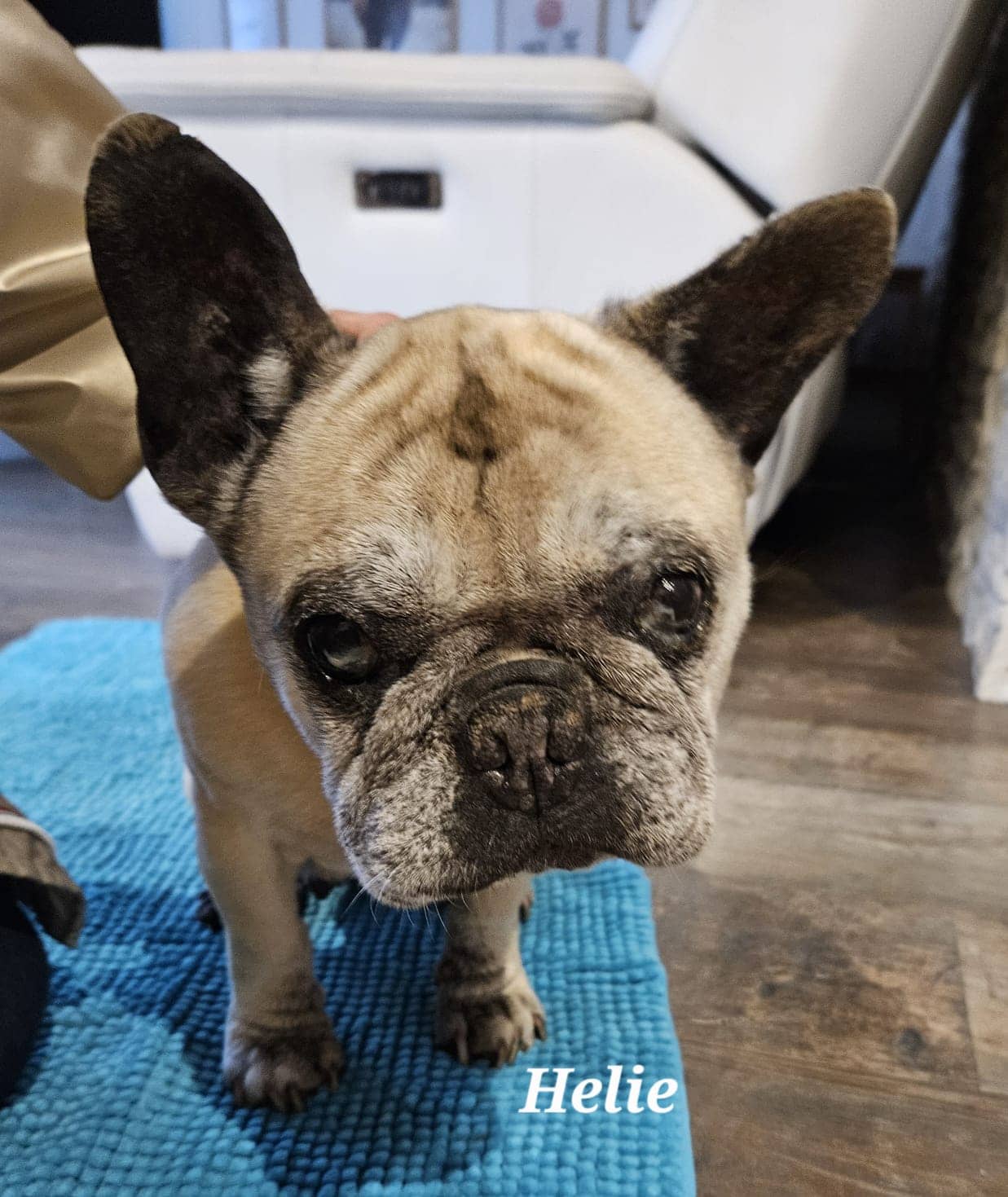 Cliquez pour agrandir helie de Raya et compagnie La Rochelle