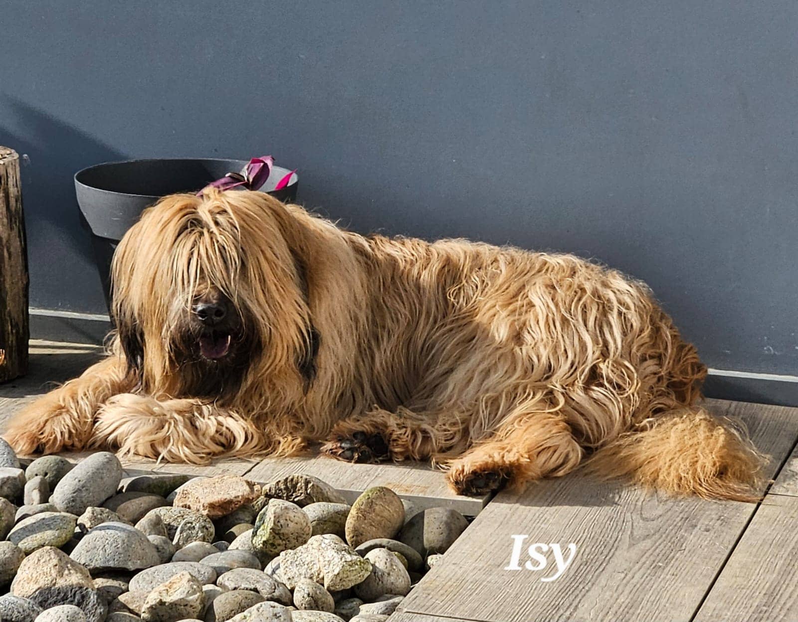 Cliquez pour agrandir isy de Raya et compagnie La Rochelle