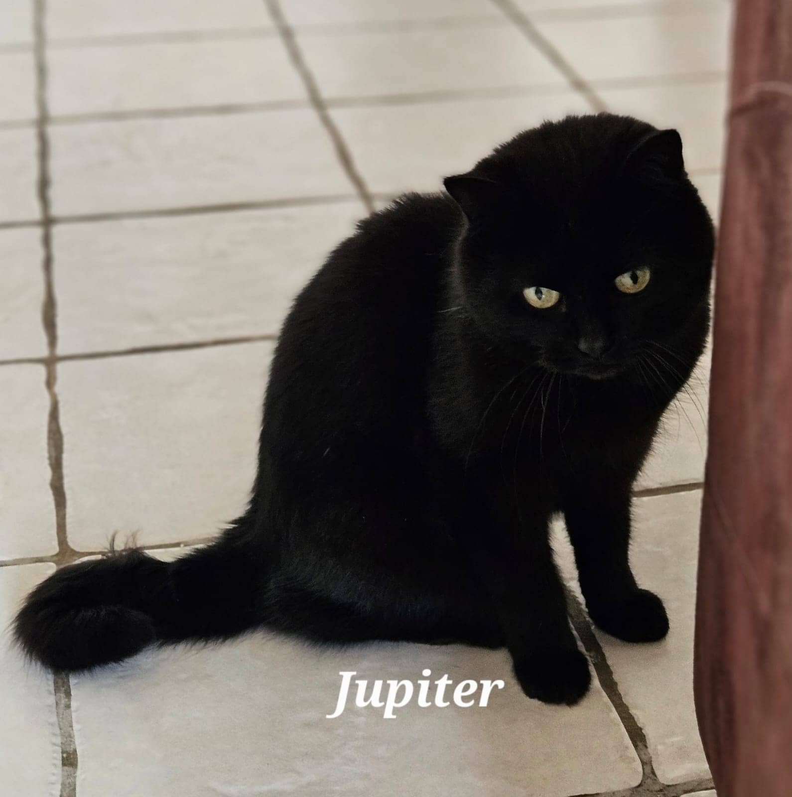Cliquez pour agrandir jupiter de Raya et compagnie La Rochelle
