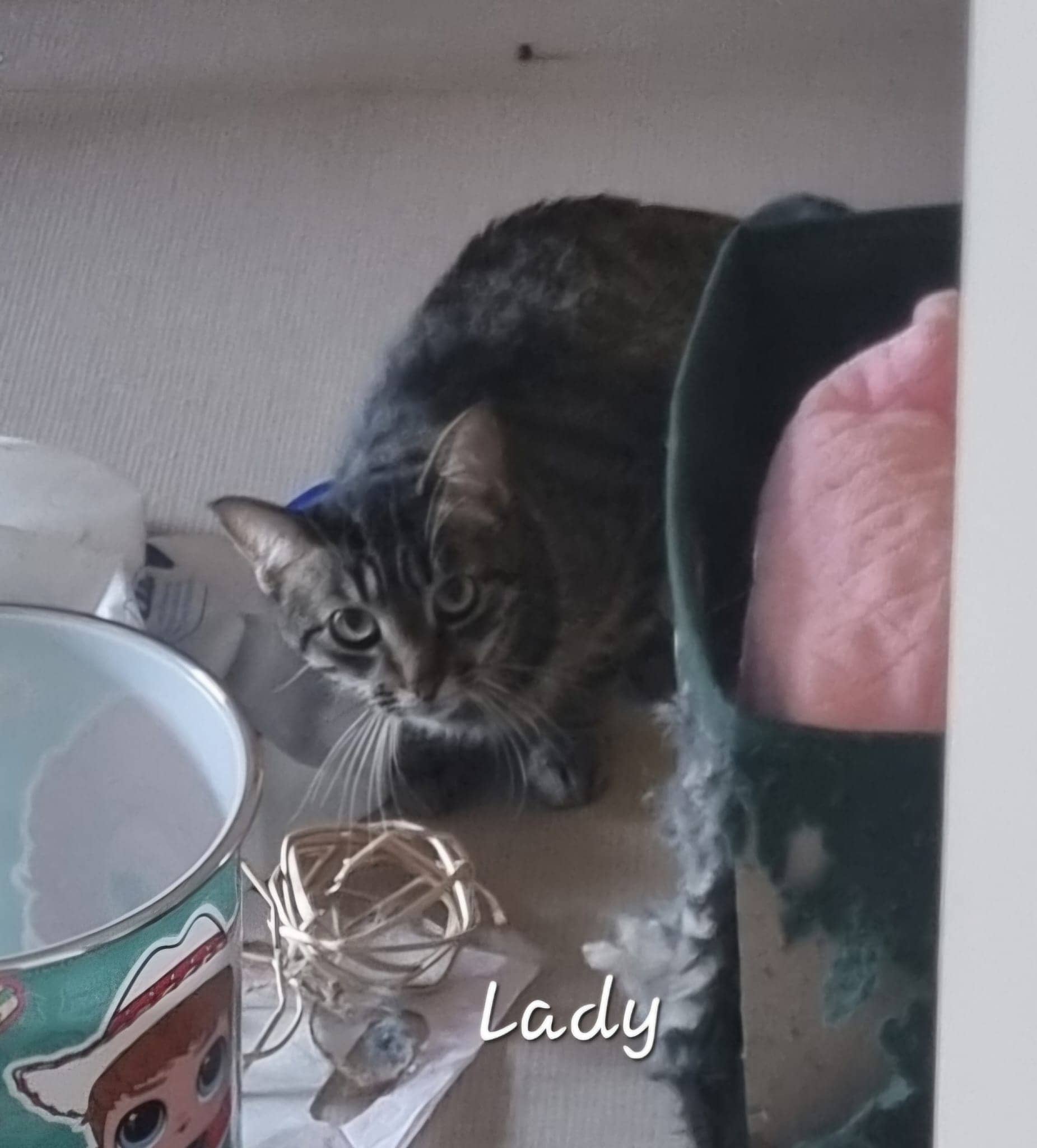 Cliquez pour agrandir Lady de Raya et compagnie La Rochelle
