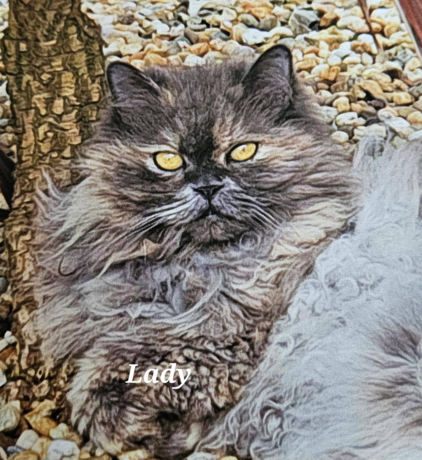 Cliquez pour agrandir lady de Raya et compagnie La Rochelle