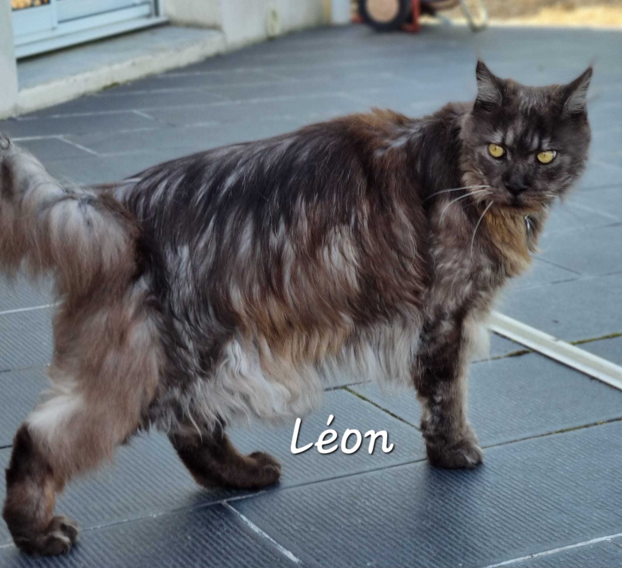 Cliquez pour agrandir Leon de Raya et compagnie La Rochelle