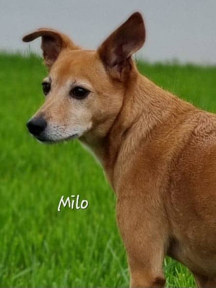 Cliquez pour agrandir milo de Raya et compagnie La Rochelle