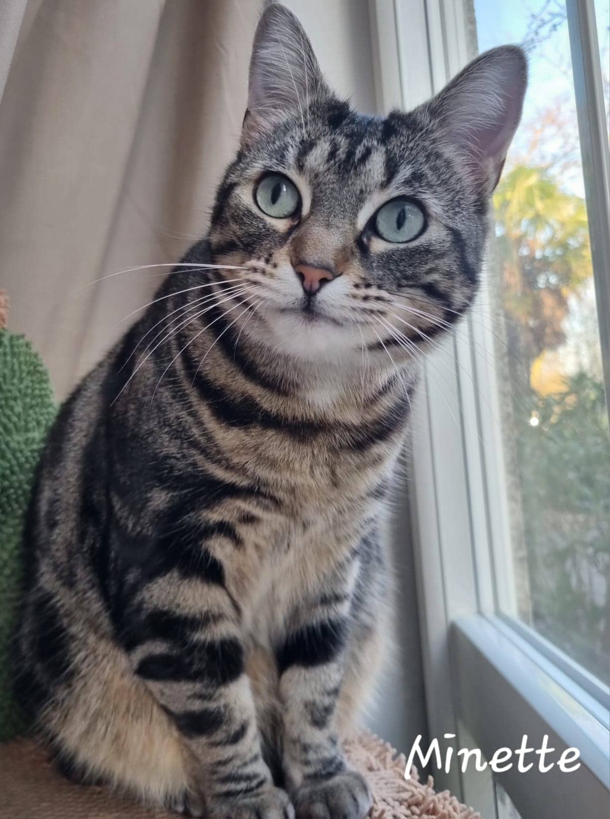 Cliquez pour agrandir Minette de Raya et compagnie La Rochelle