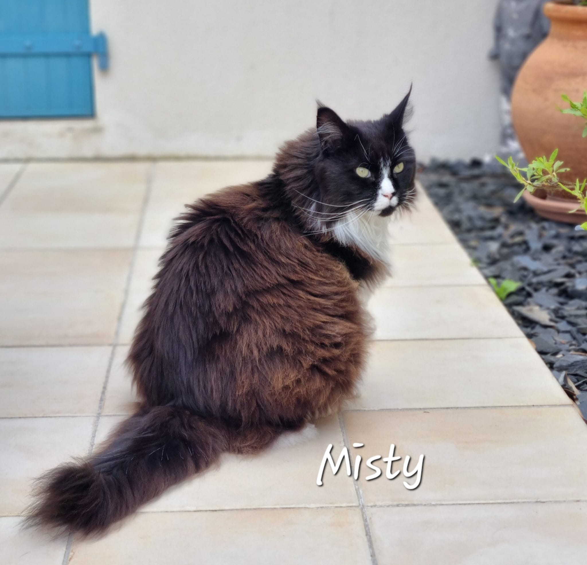 Cliquez pour agrandir Misty de Raya et compagnie La Rochelle