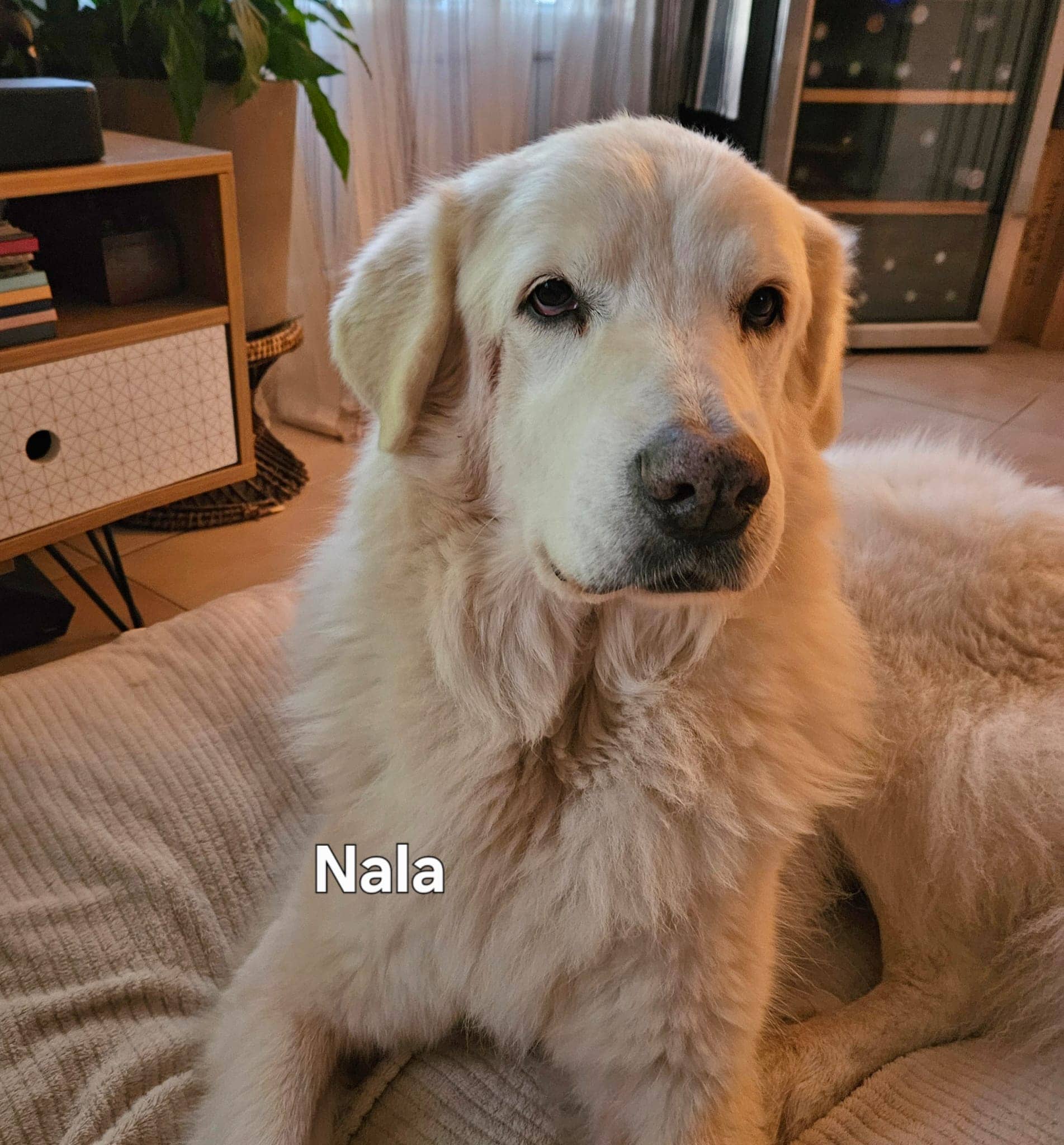 Cliquez pour agrandir Nala de Raya et compagnie La Rochelle