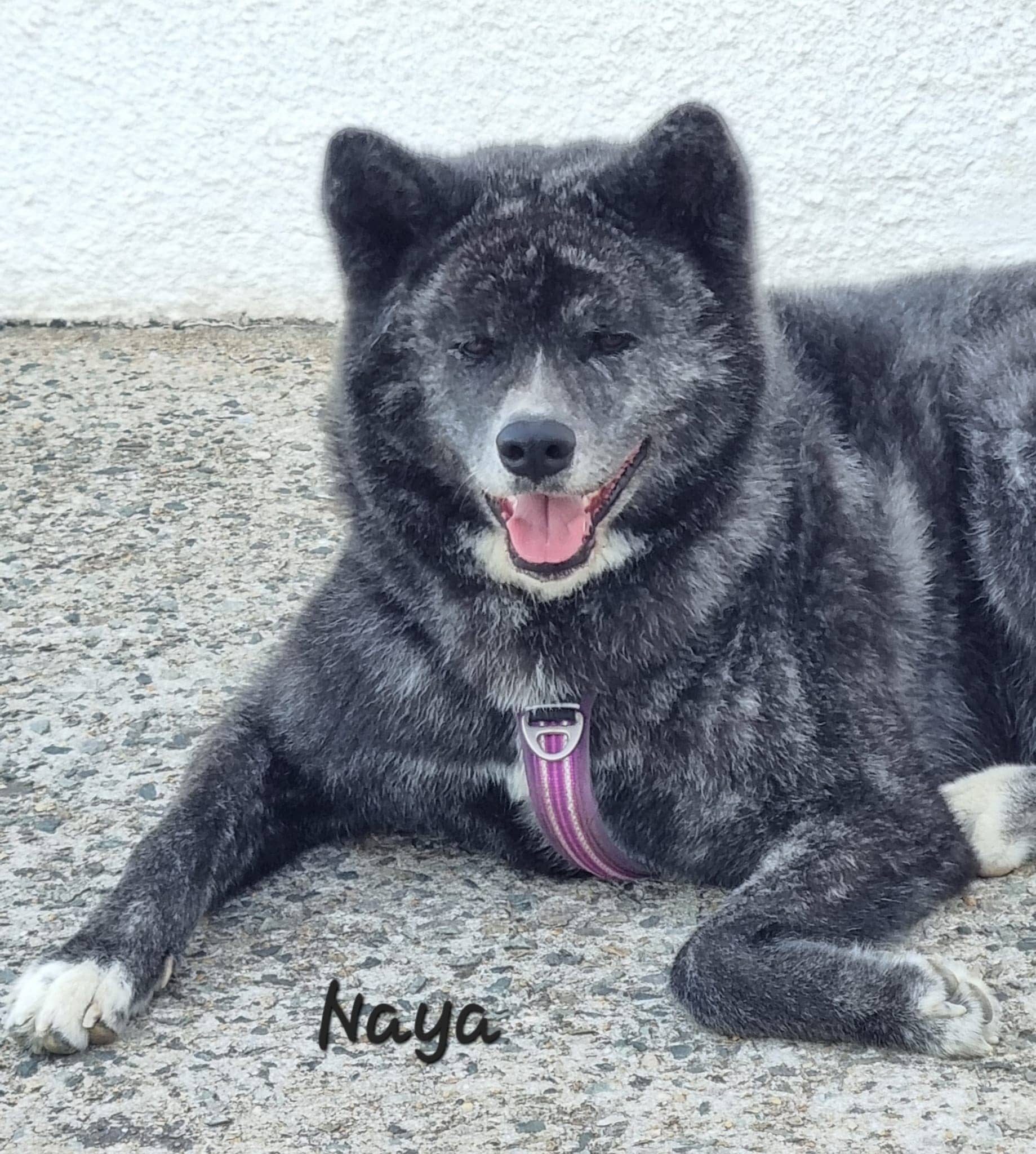 Cliquez pour agrandir Naya de Raya et compagnie La Rochelle