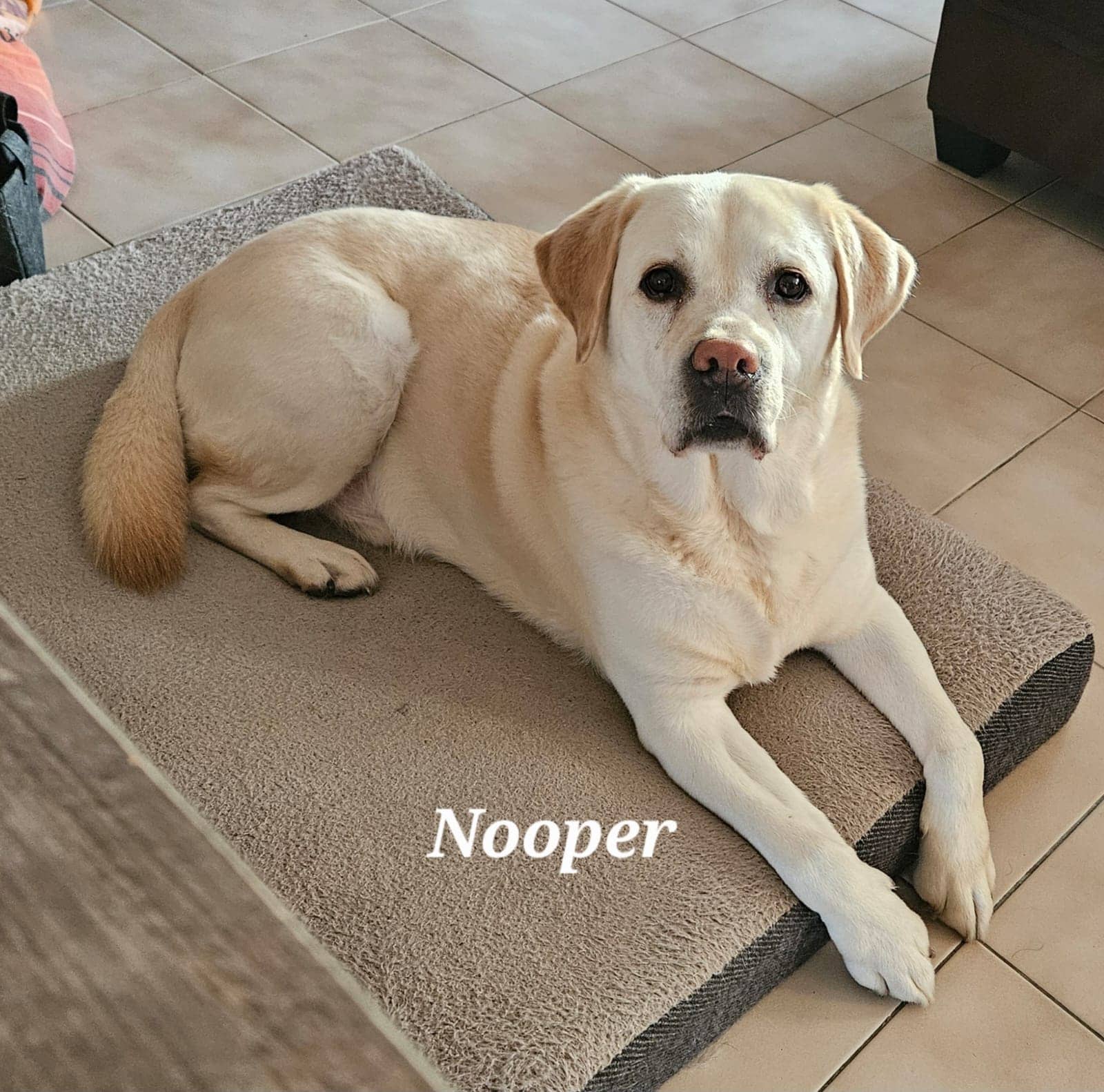 Cliquez pour agrandir nooper de Raya et compagnie La Rochelle