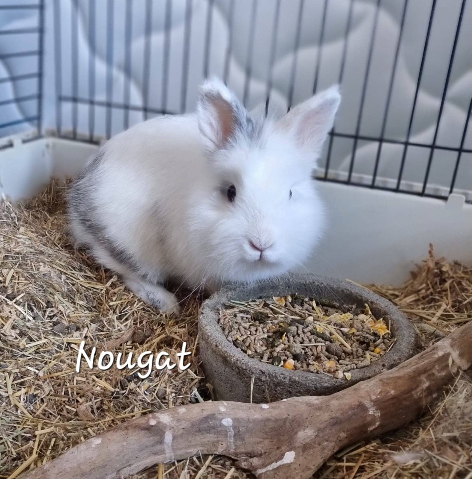 Cliquez pour agrandir Nougat de Raya et compagnie La Rochelle