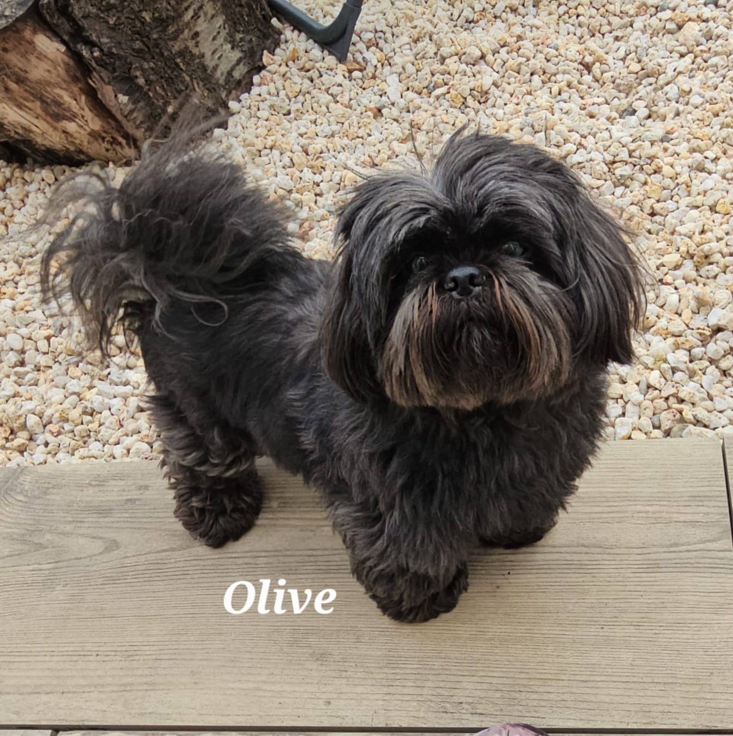 Cliquez pour agrandir Olive de Raya et compagnie La Rochelle