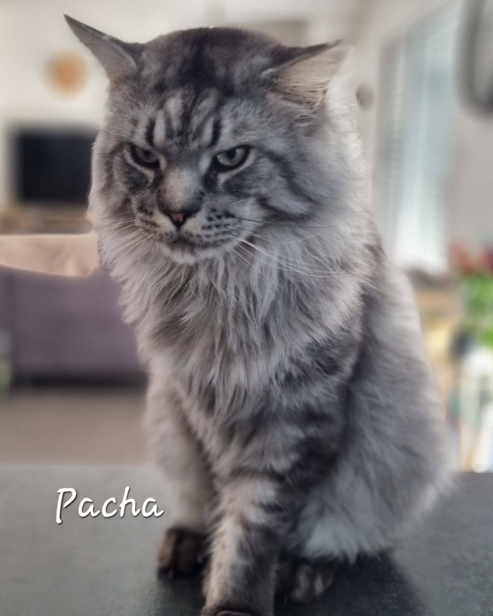 Cliquez pour agrandir Pacha de Raya et compagnie La Rochelle
