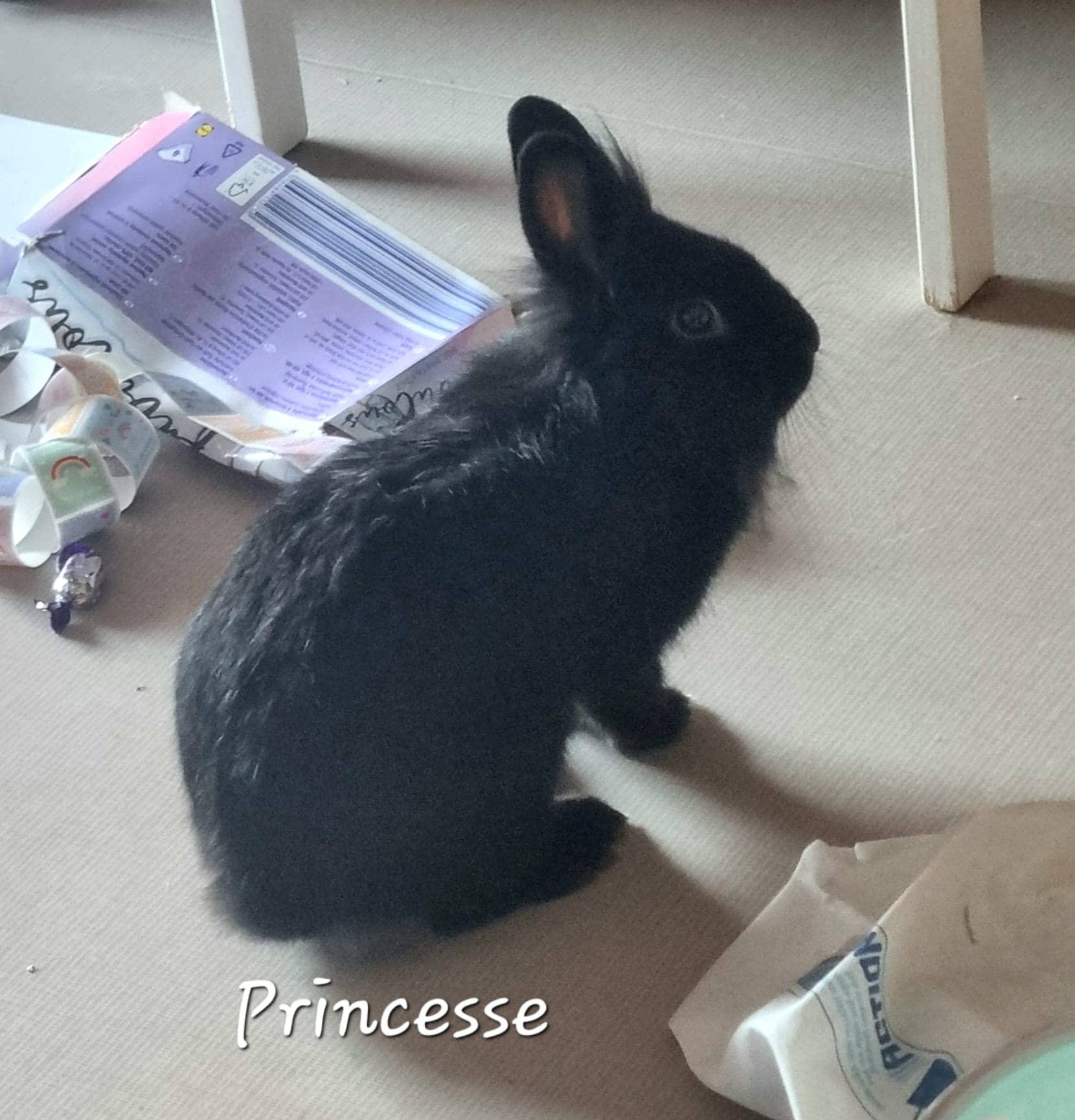 Cliquez pour agrandir Princesse de Raya et compagnie La Rochelle