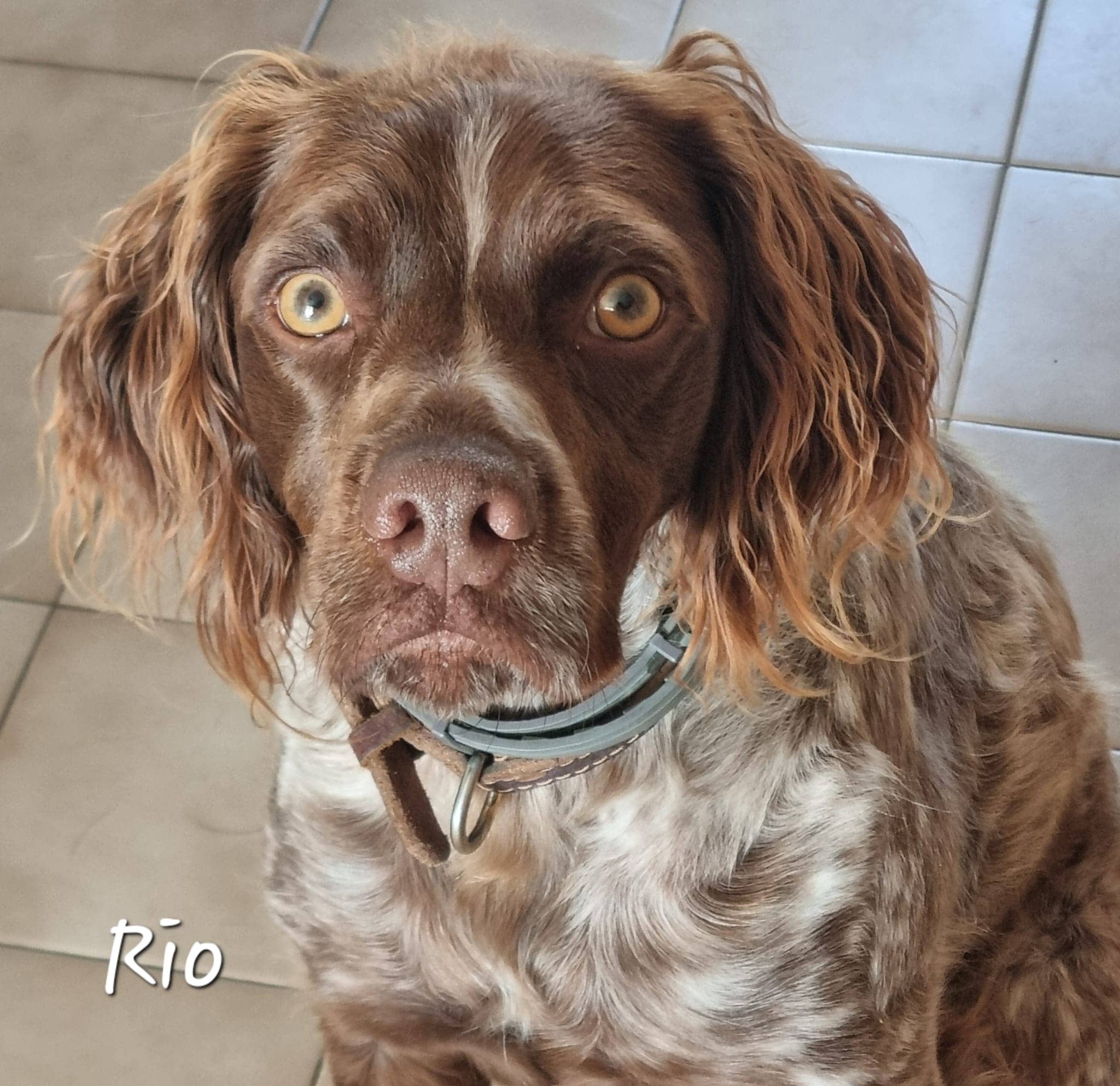 Cliquez pour agrandir Rio de Raya et compagnie La Rochelle