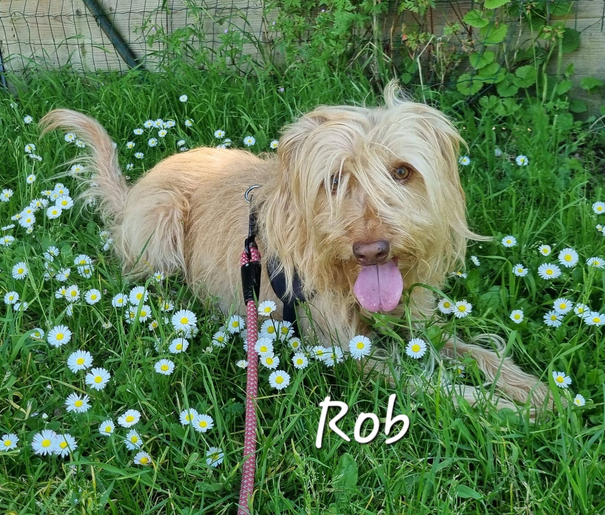 Cliquez pour agrandir Rob de Raya et compagnie La Rochelle
