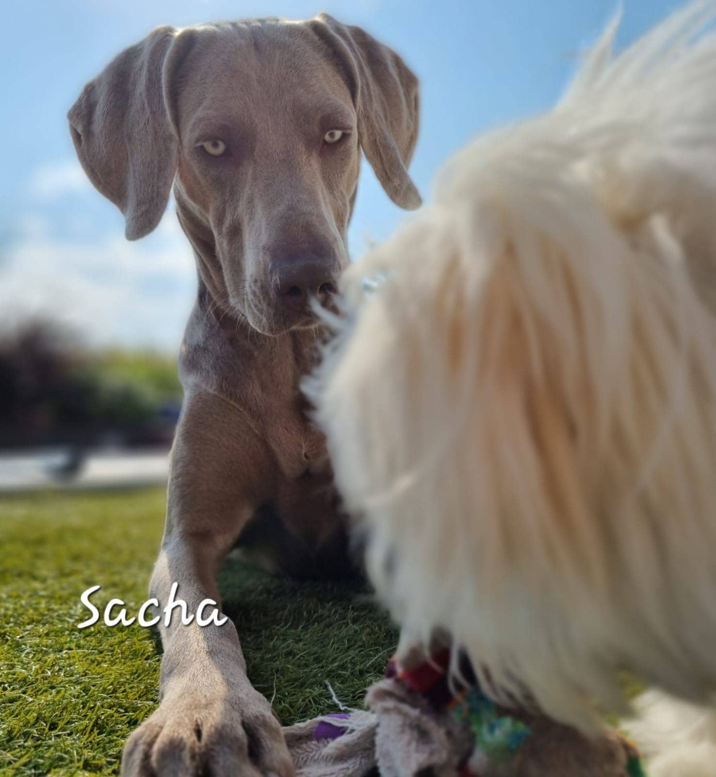 Cliquez pour agrandir Sacha de Raya et compagnie La Rochelle