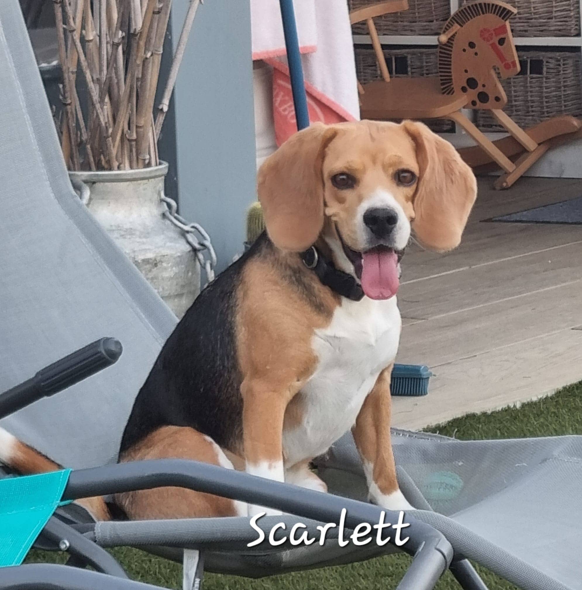 Cliquez pour agrandir Scarlett de Raya et compagnie La Rochelle