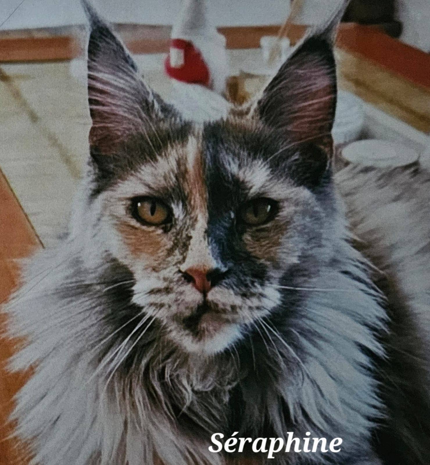 Cliquez pour agrandir seraphine de Raya et compagnie La Rochelle