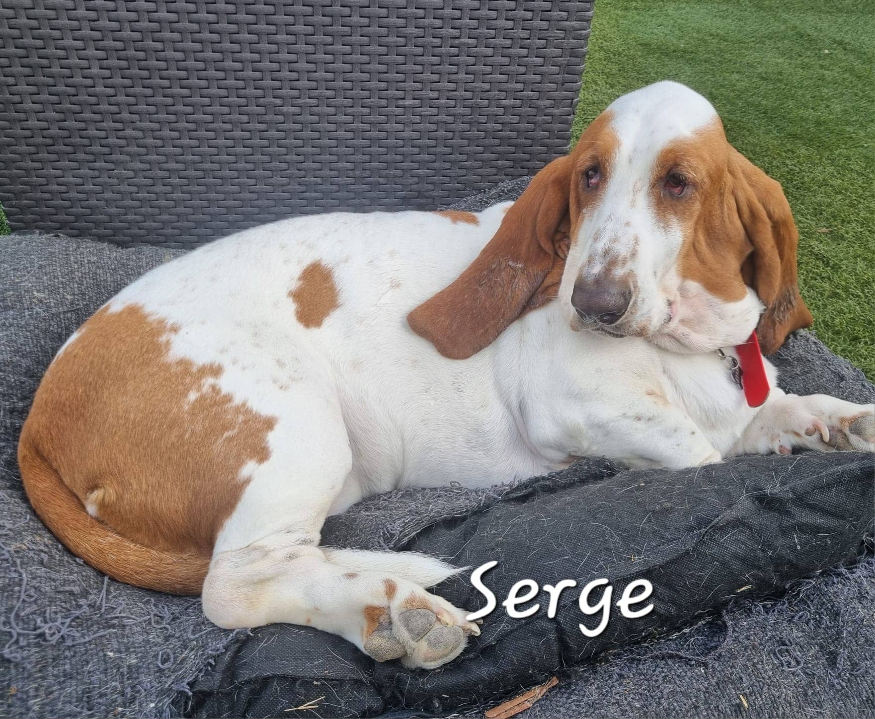 Cliquez pour agrandir Serge de Raya et compagnie La Rochelle