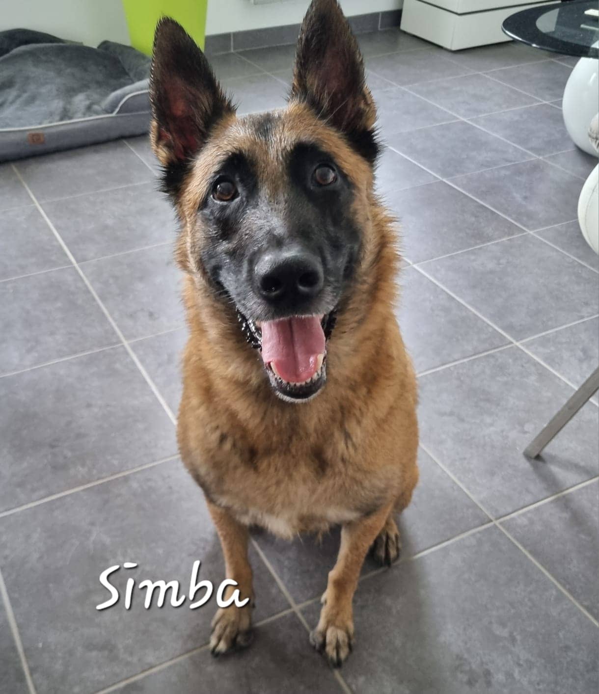 Cliquez pour agrandir Simba de Raya et compagnie La Rochelle