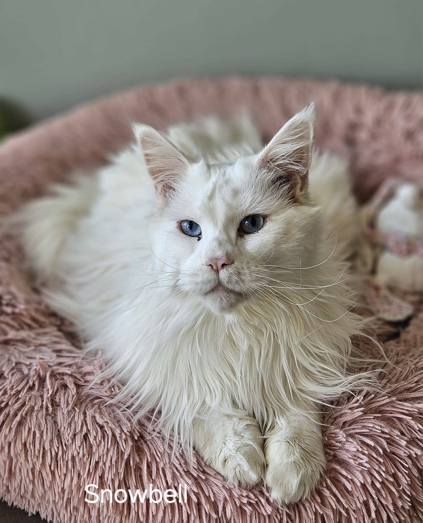 Cliquez pour agrandir Snowbell de Raya et compagnie La Rochelle