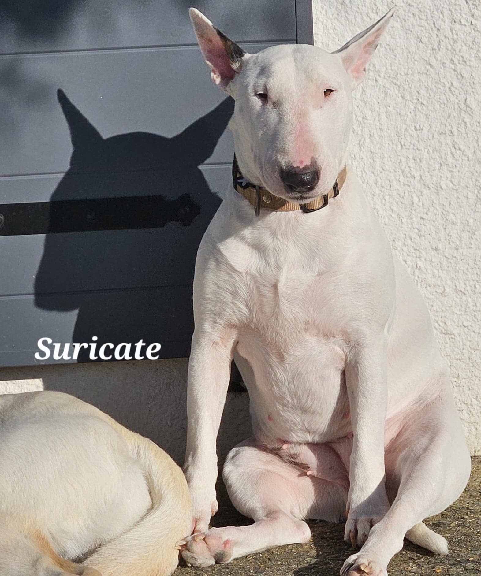 Cliquez pour agrandir suricate de Raya et compagnie La Rochelle