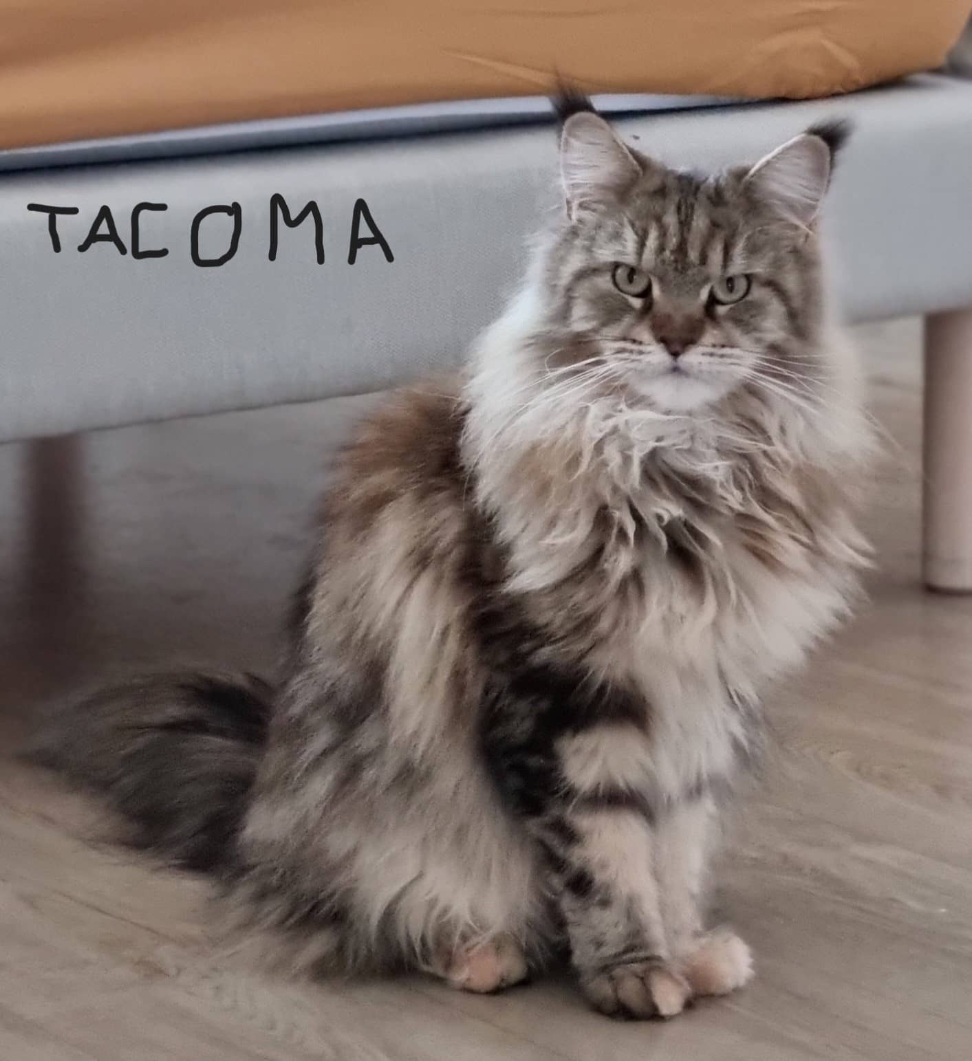 Cliquez pour agrandir Tacoma de Raya et compagnie La Rochelle