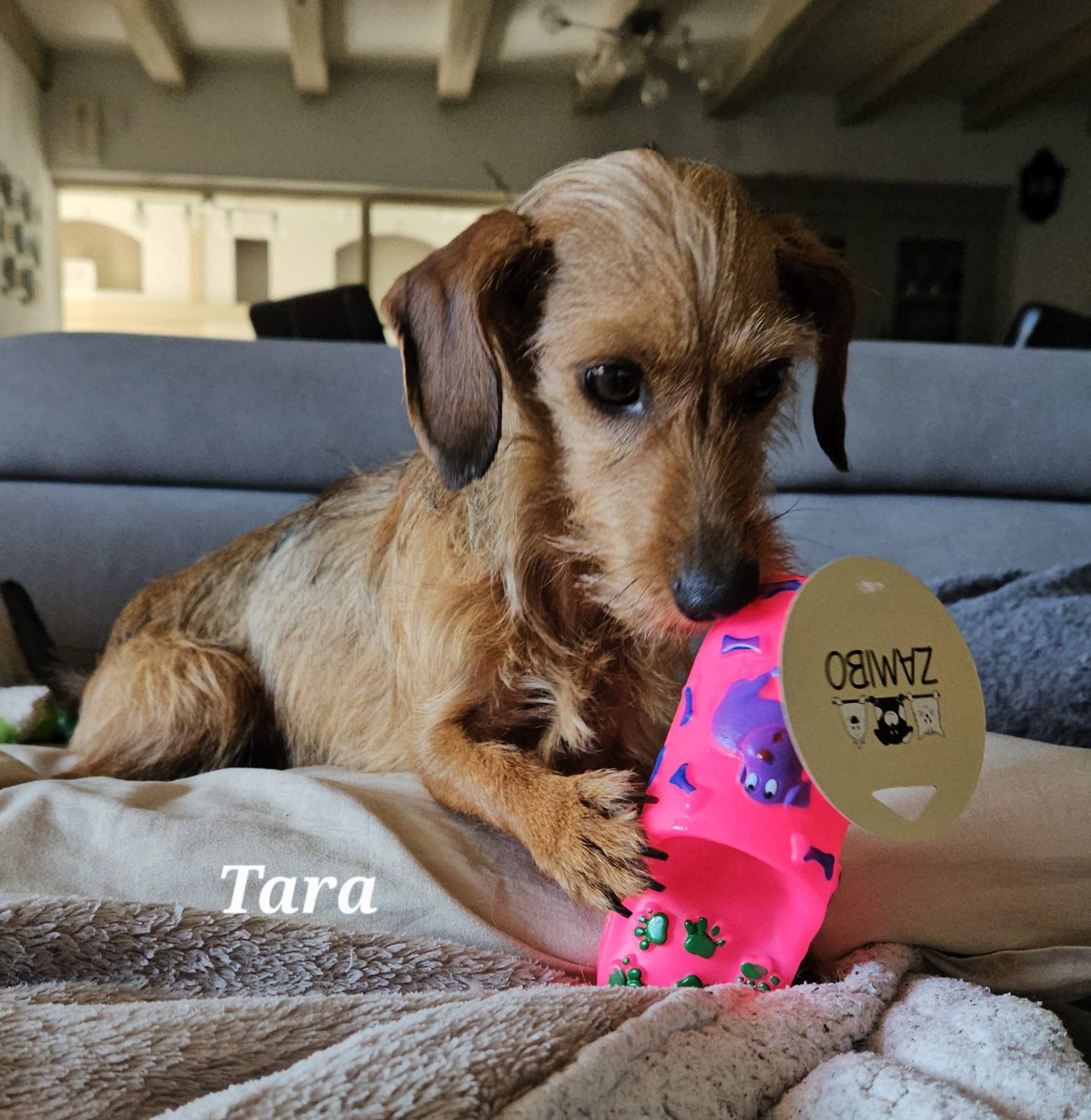 Cliquez pour agrandir tara de Raya et compagnie La Rochelle