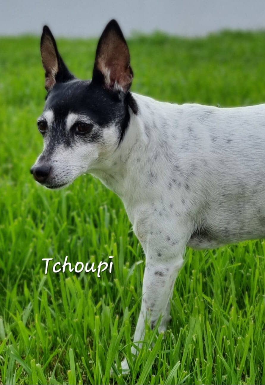 Cliquez pour agrandir tchoupi de Raya et compagnie La Rochelle