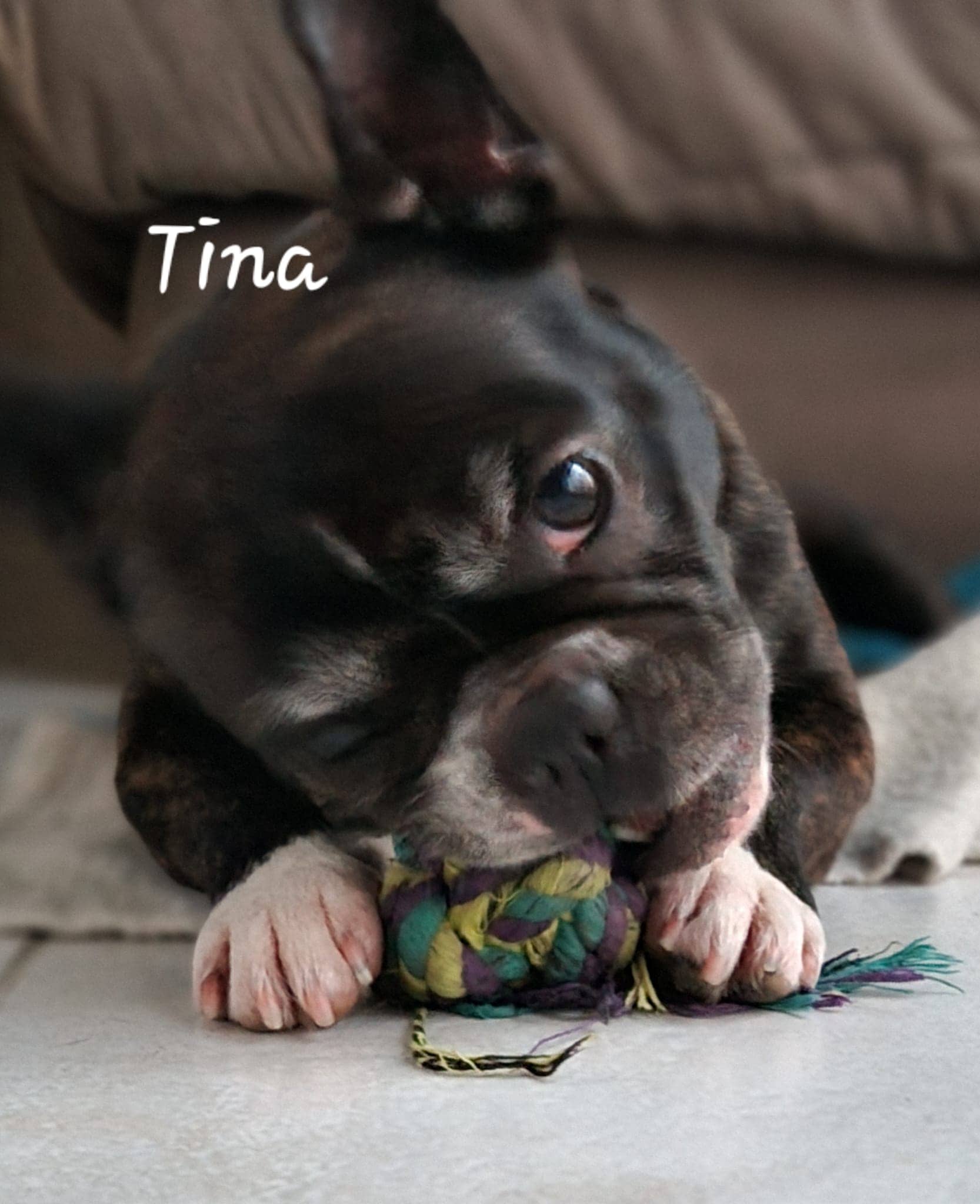 Cliquez pour agrandir Tina de Raya et compagnie La Rochelle