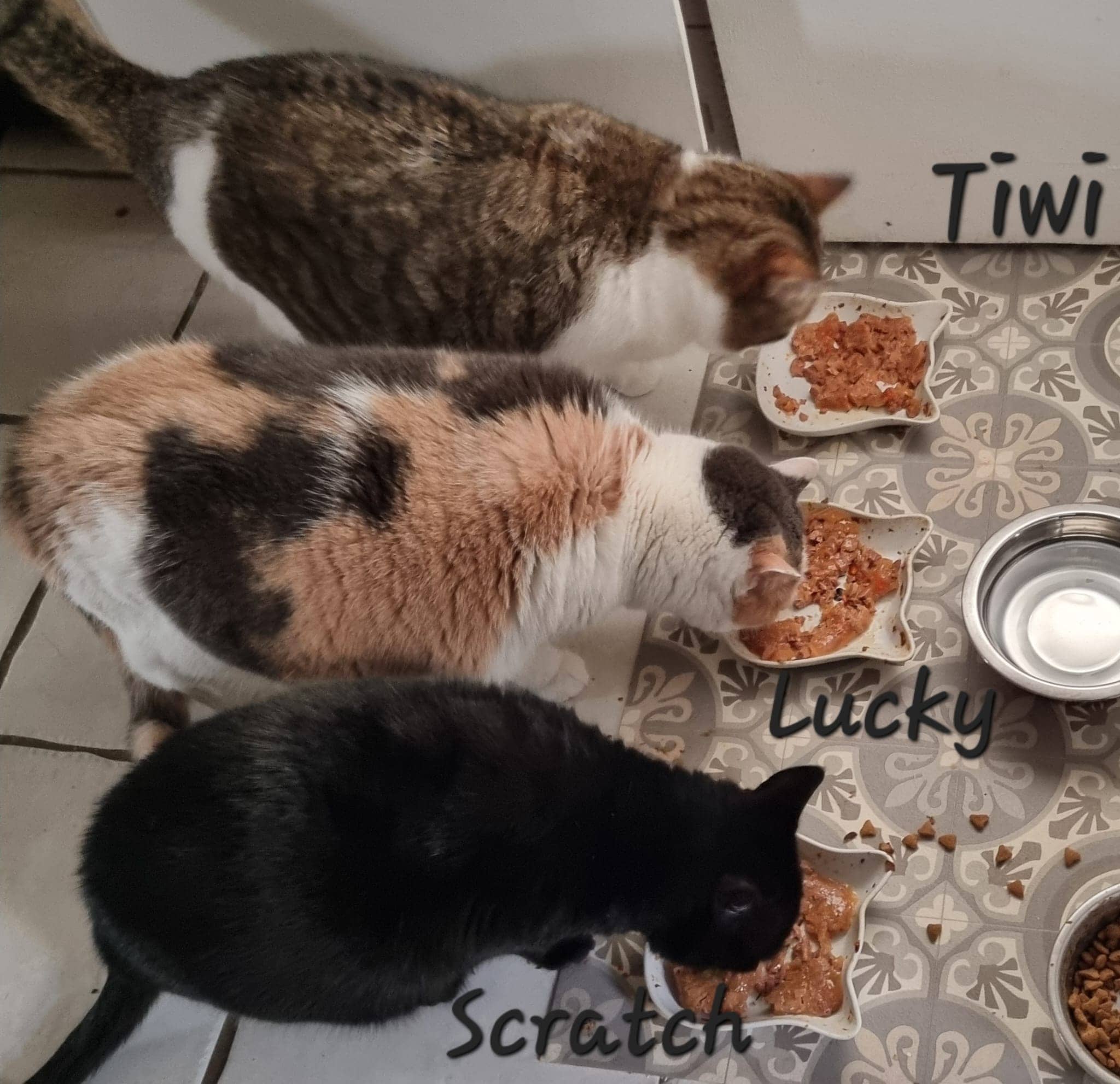 Cliquez pour agrandir Tiwi de Raya et compagnie La Rochelle