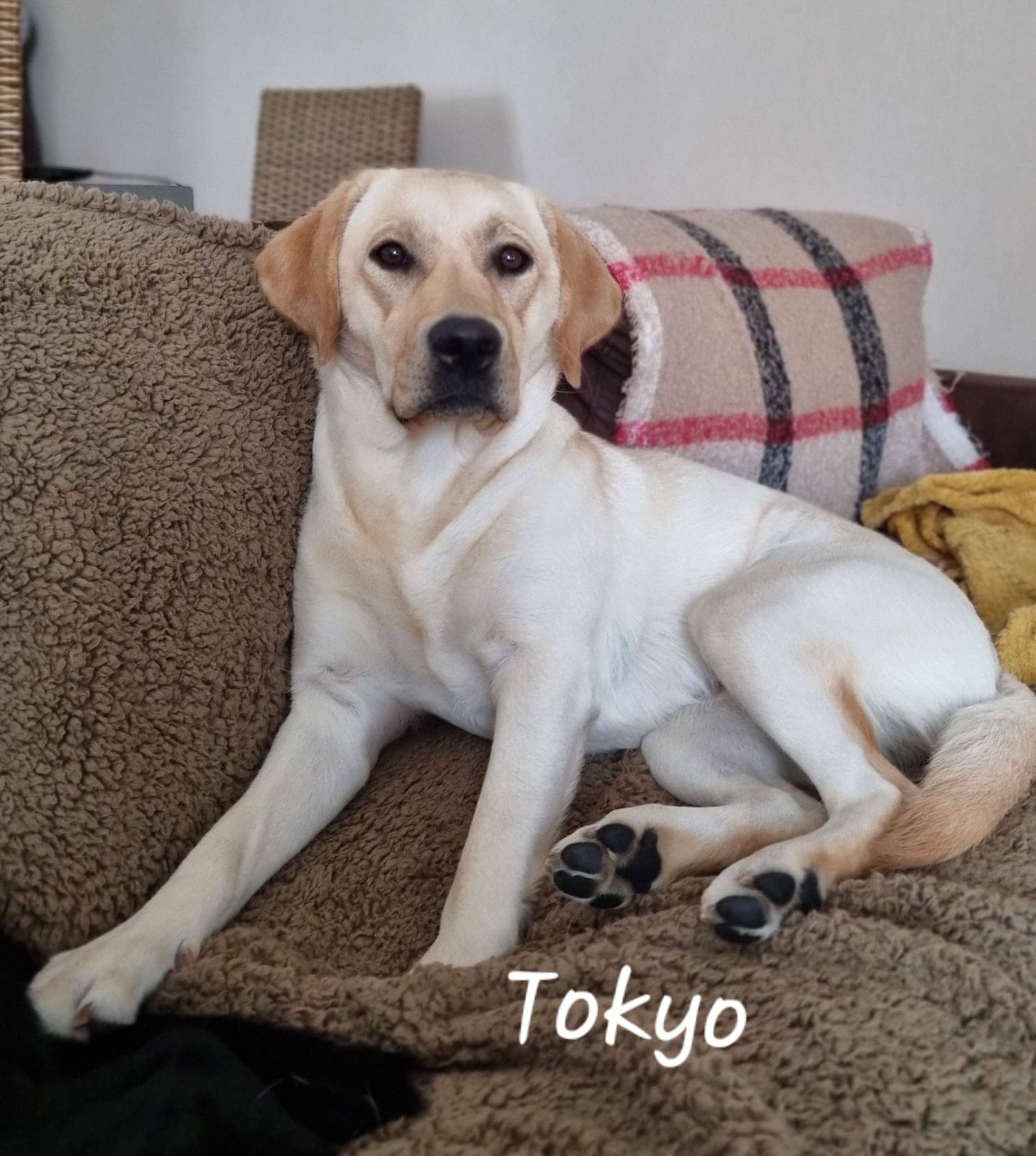 Cliquez pour agrandir Tokyo de Raya et compagnie La Rochelle