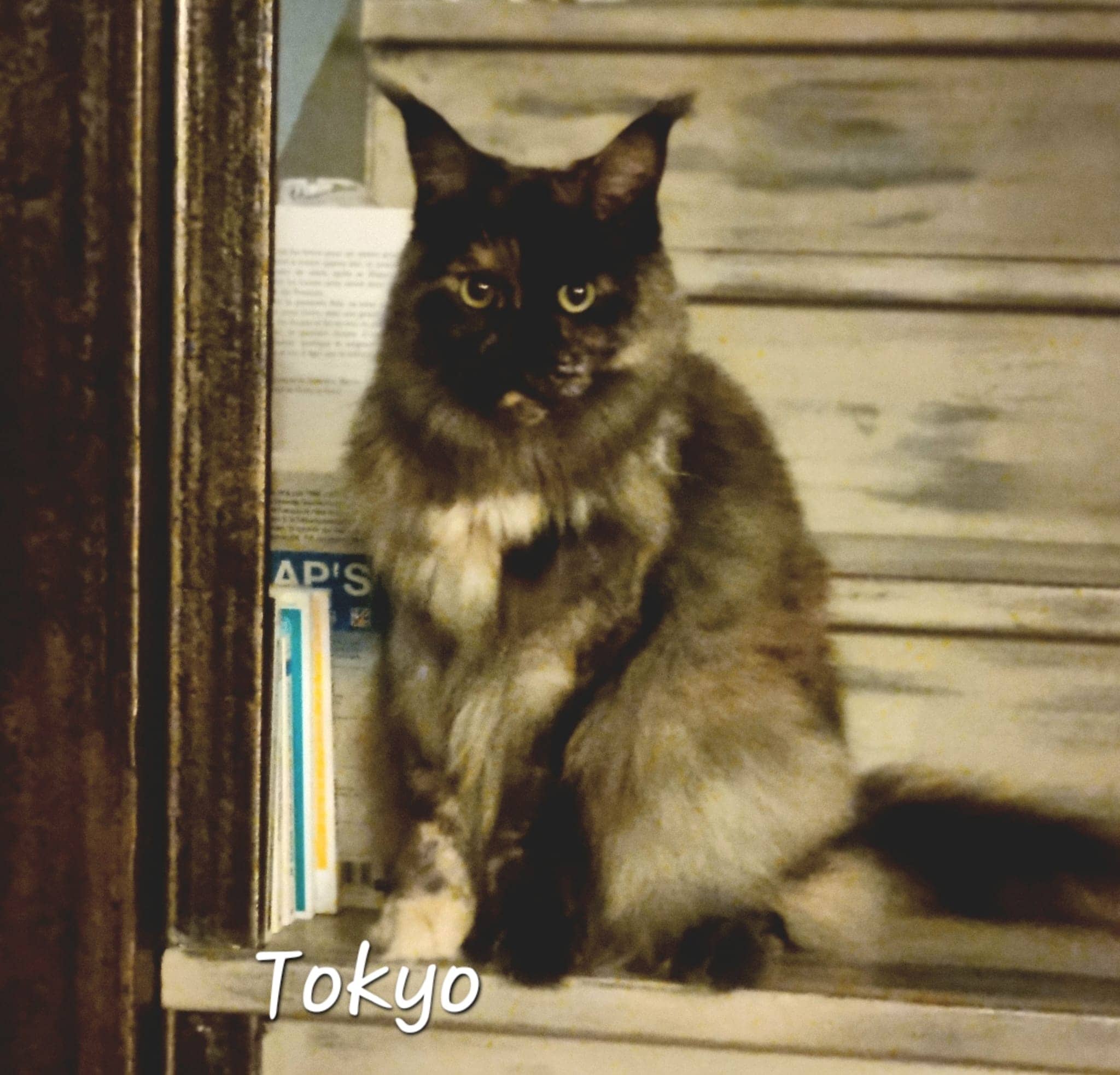 Cliquez pour agrandir Tokyo de Raya et compagnie La Rochelle