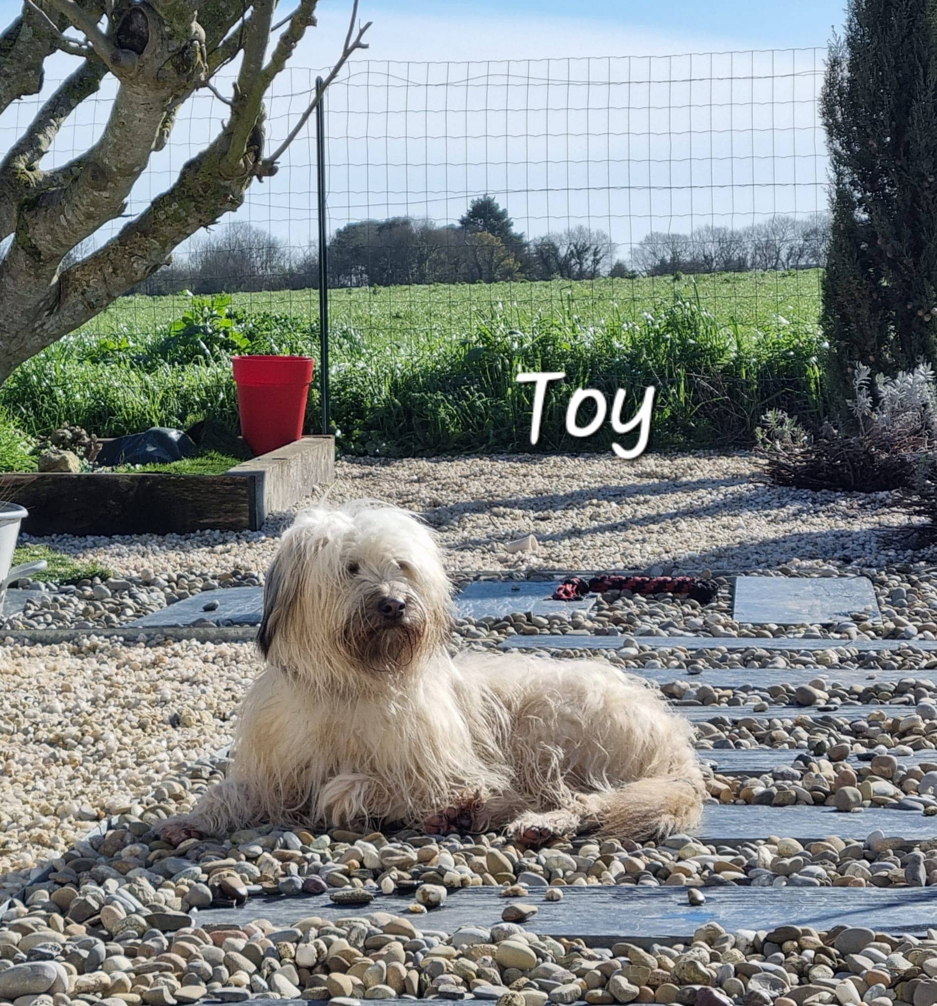 Cliquez pour agrandir Toy de Raya et compagnie La Rochelle