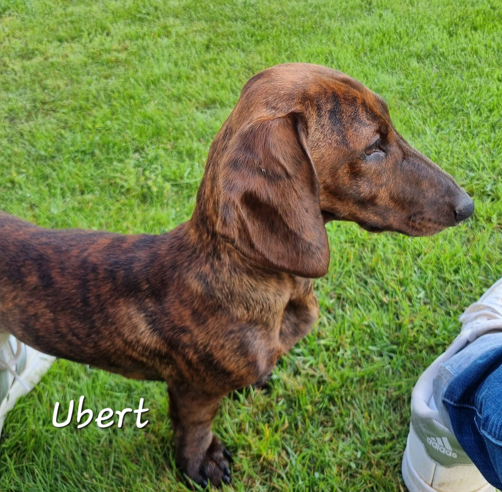 Cliquez pour agrandir Ubert de Raya et compagnie La Rochelle