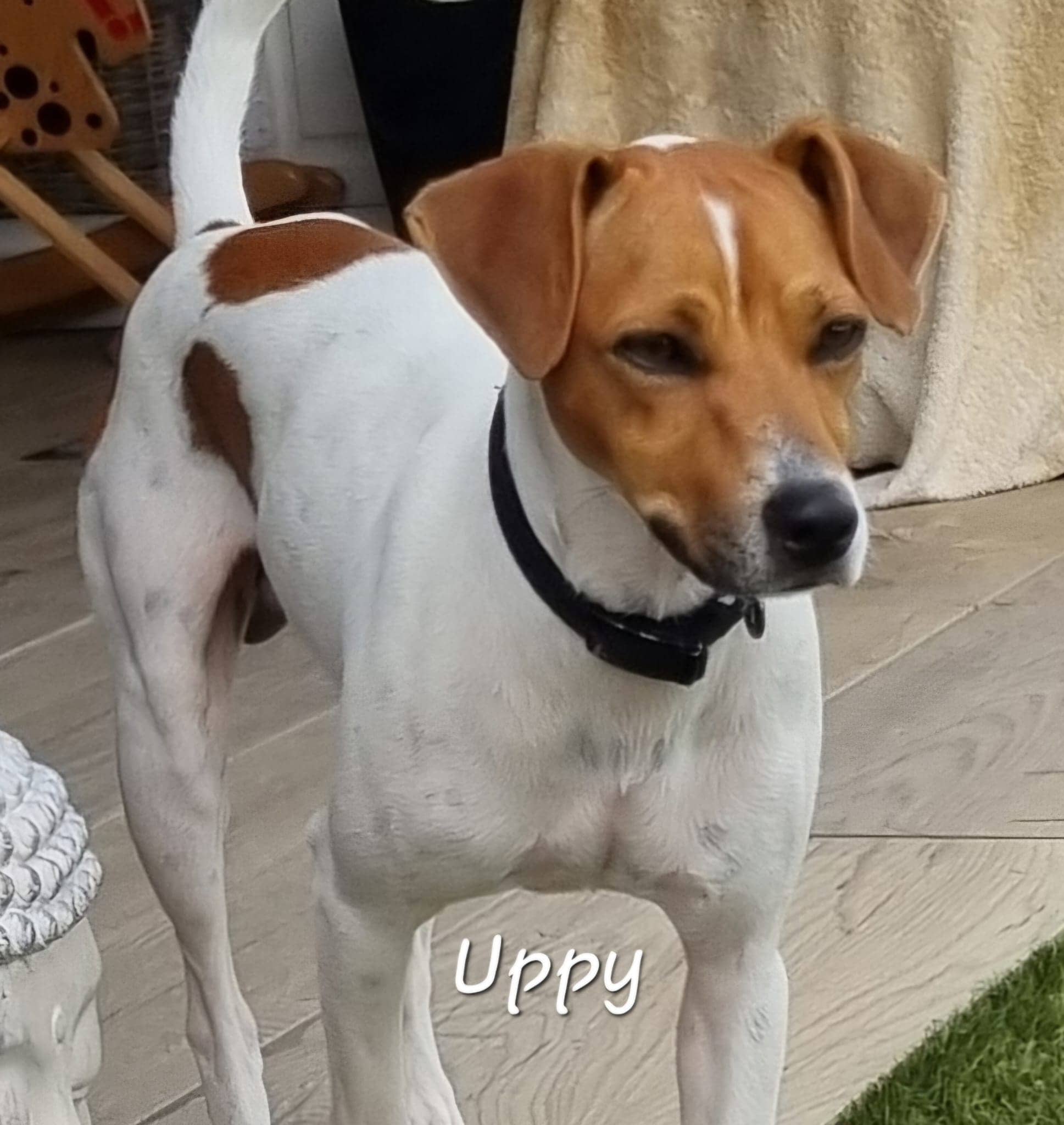 Cliquez pour agrandir Uppy de Raya et compagnie La Rochelle