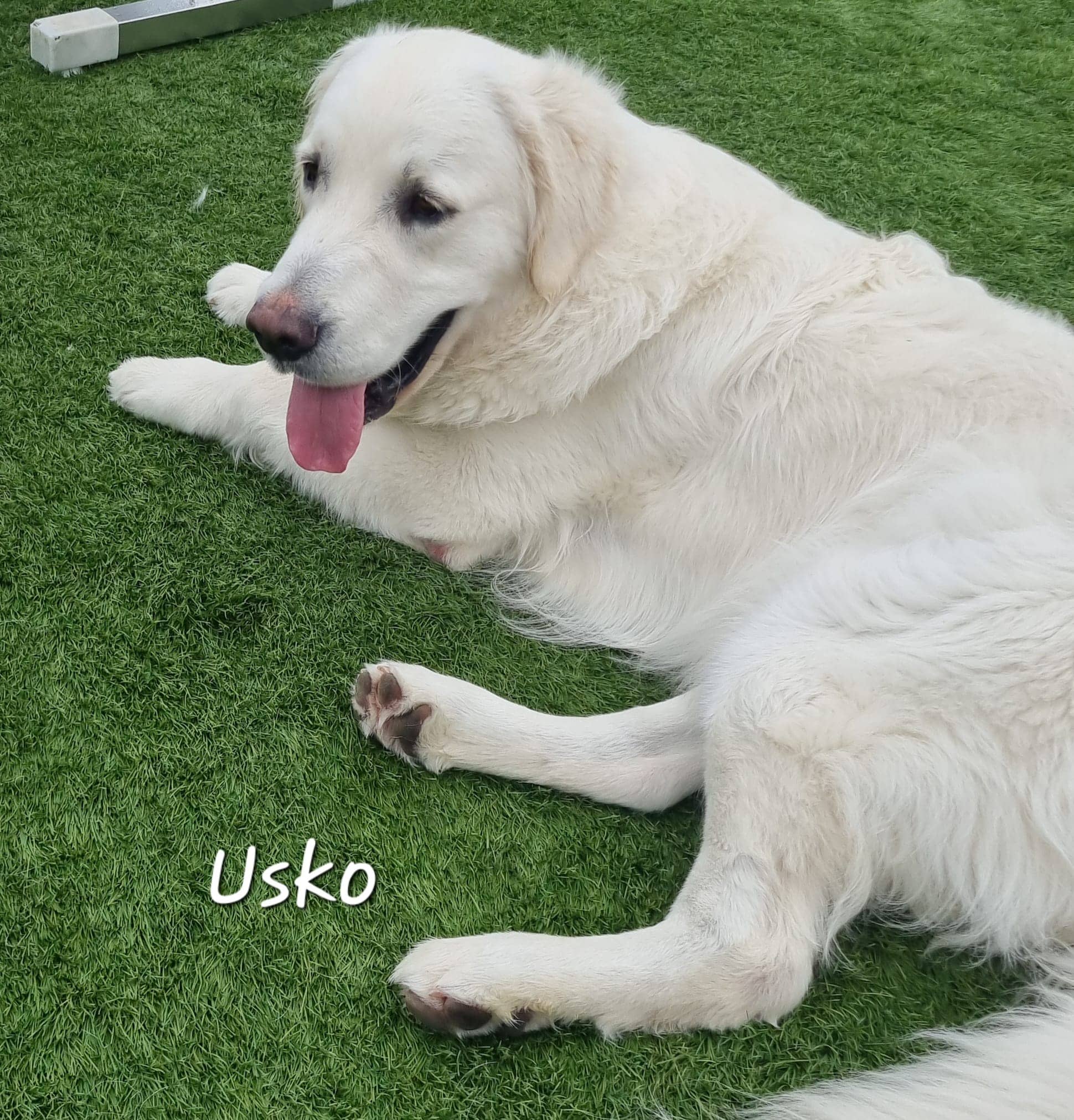 Cliquez pour agrandir Usko de Raya et compagnie La Rochelle