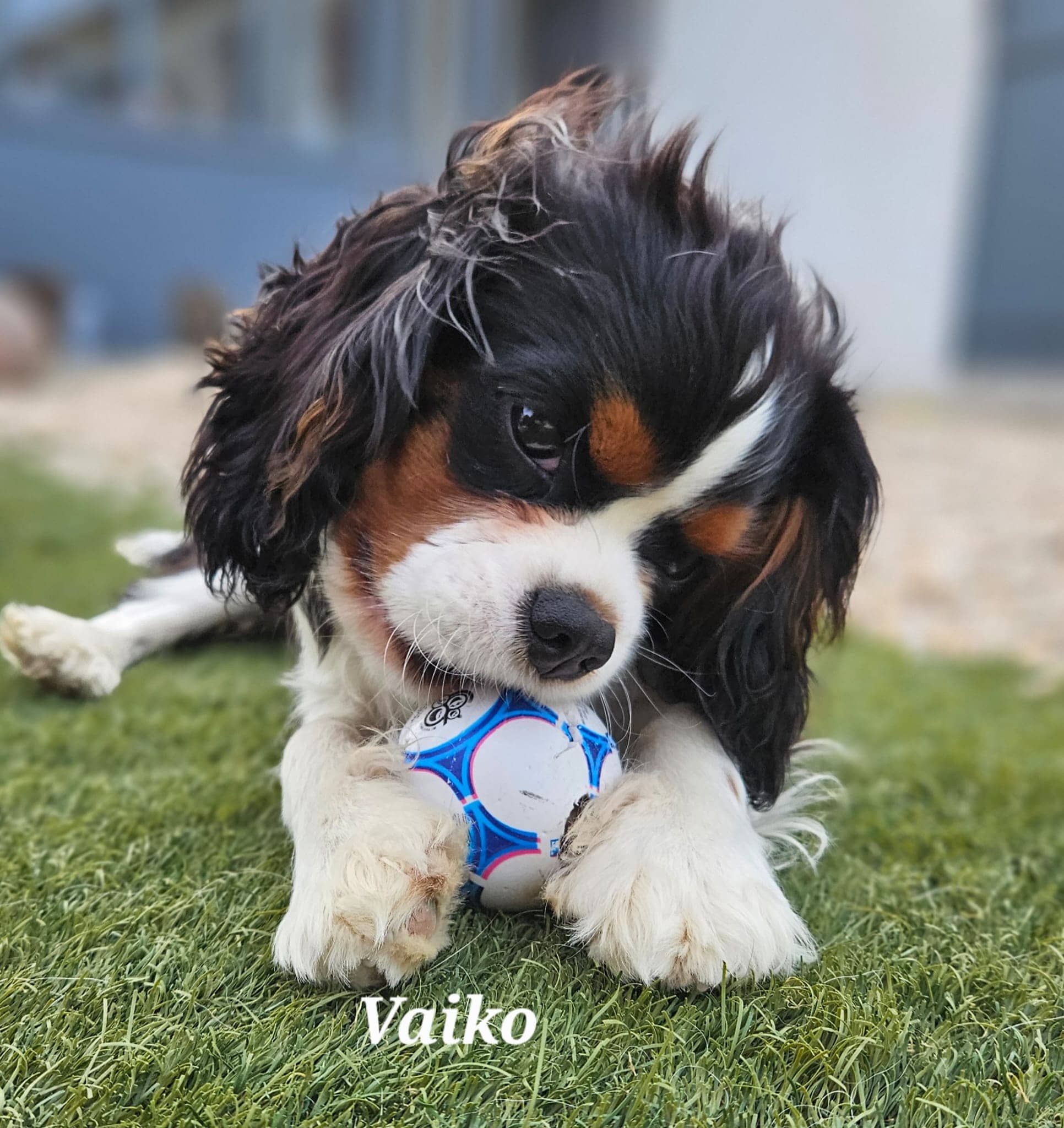 Cliquez pour agrandir vaiko de Raya et compagnie La Rochelle