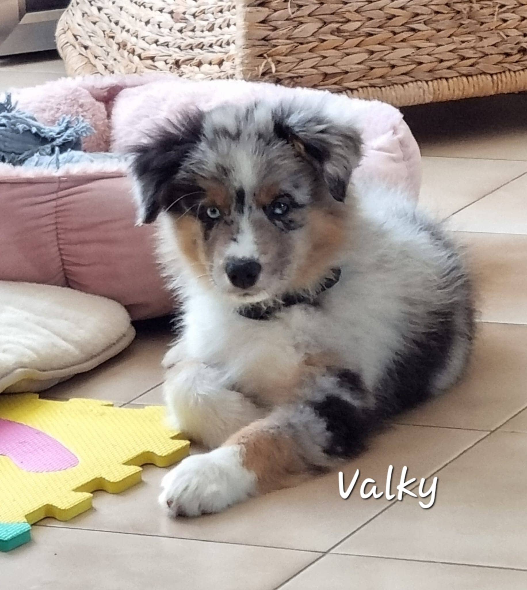 Cliquez pour agrandir Valky de Raya et compagnie La Rochelle