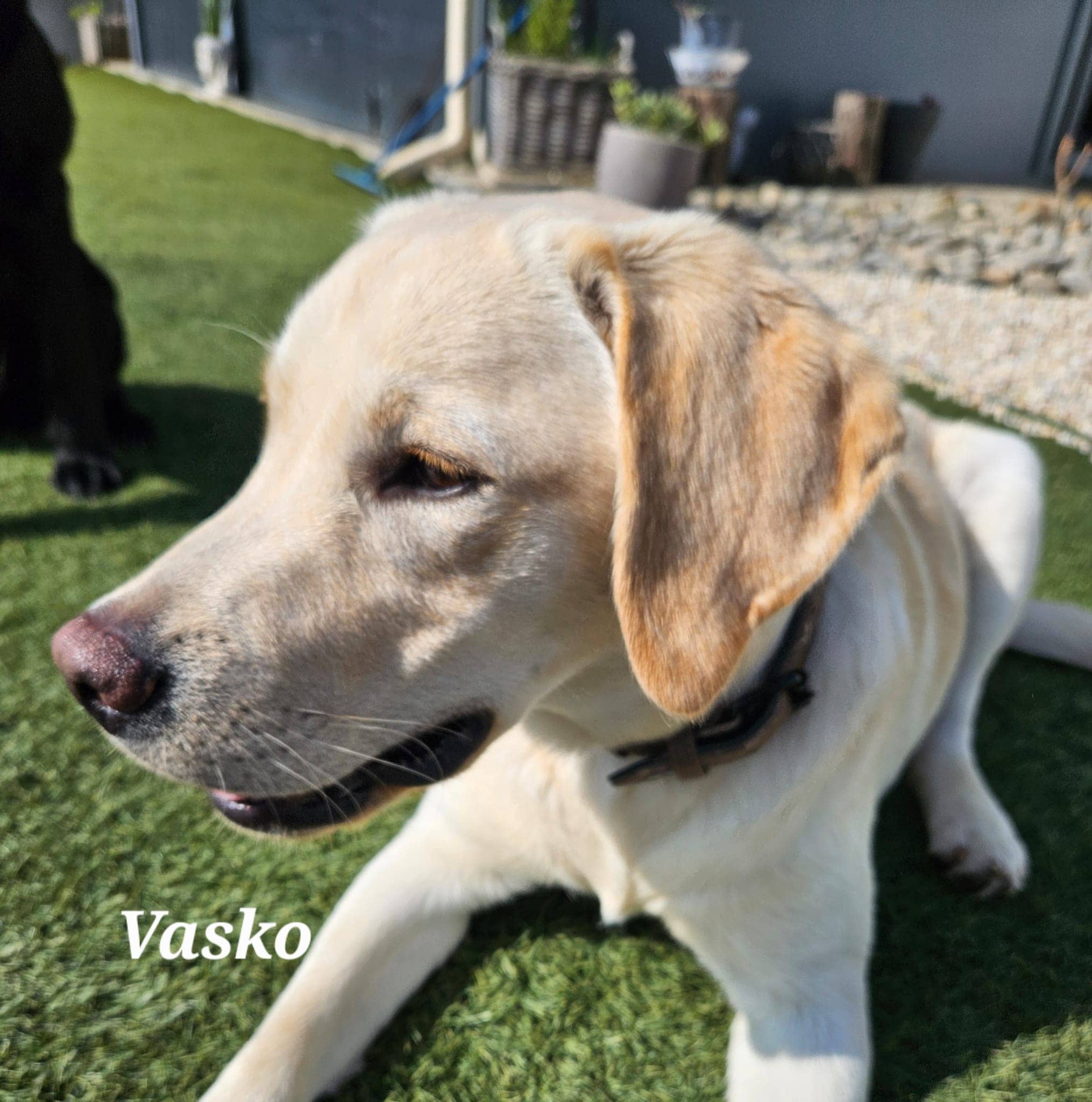 Cliquez pour agrandir vasko de Raya et compagnie La Rochelle