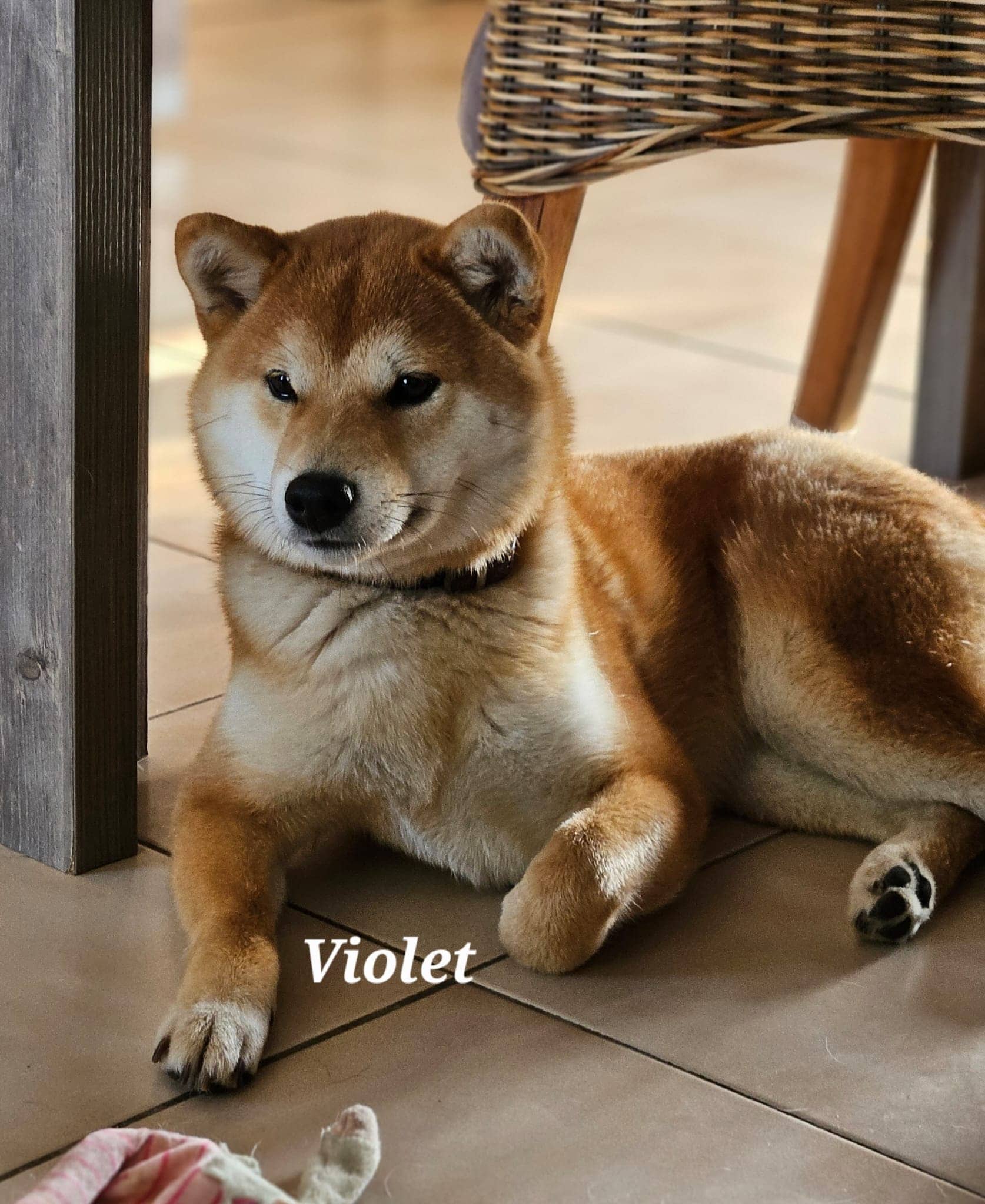 Cliquez pour agrandir violet de Raya et compagnie La Rochelle