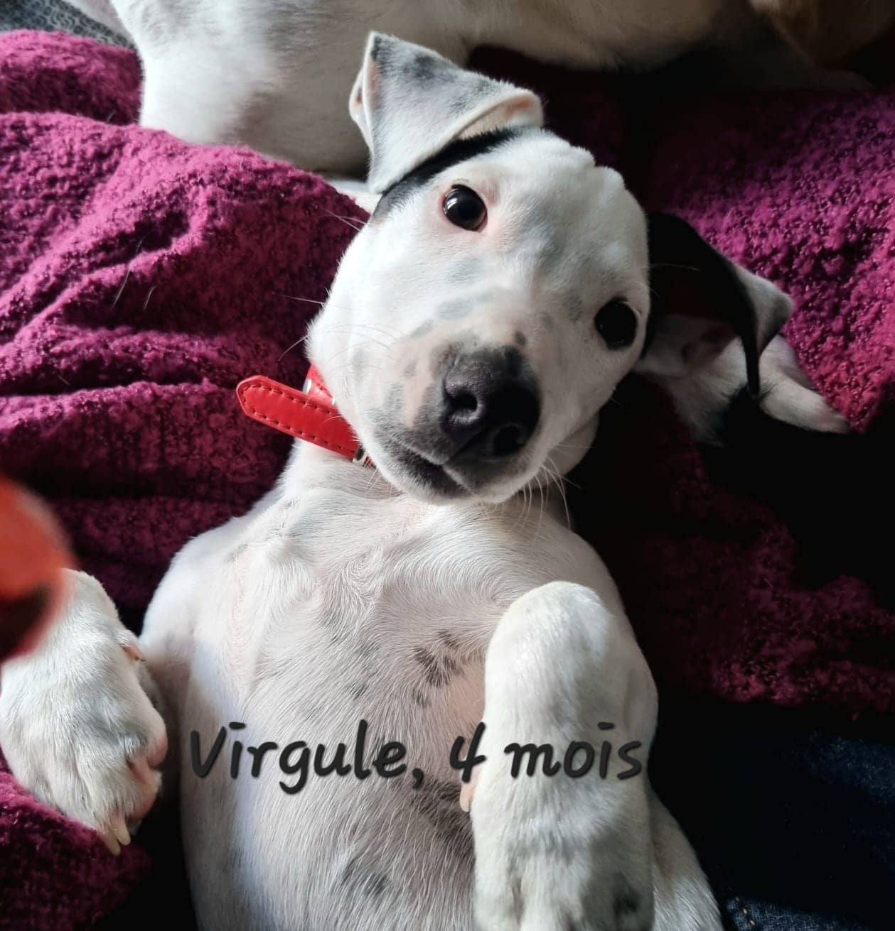 Cliquez pour agrandir Virgule de Raya et compagnie La Rochelle
